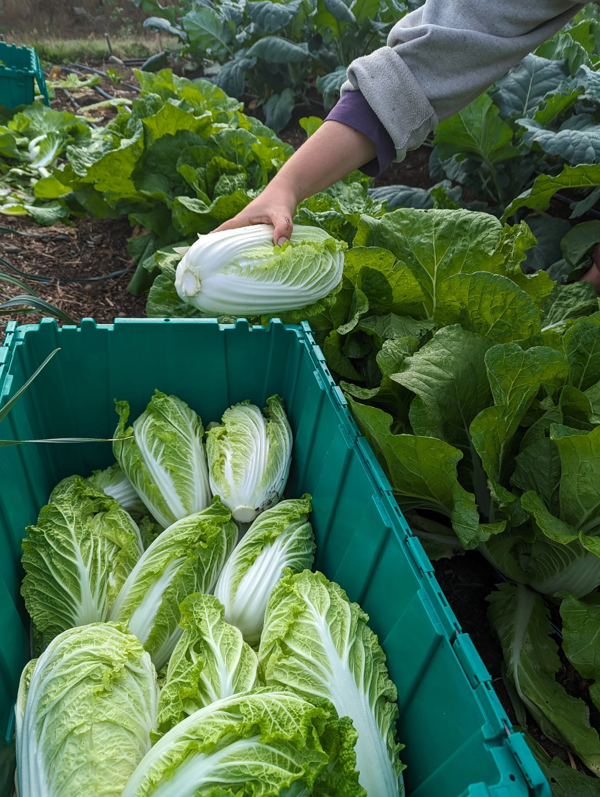 napa cabbage.jpg