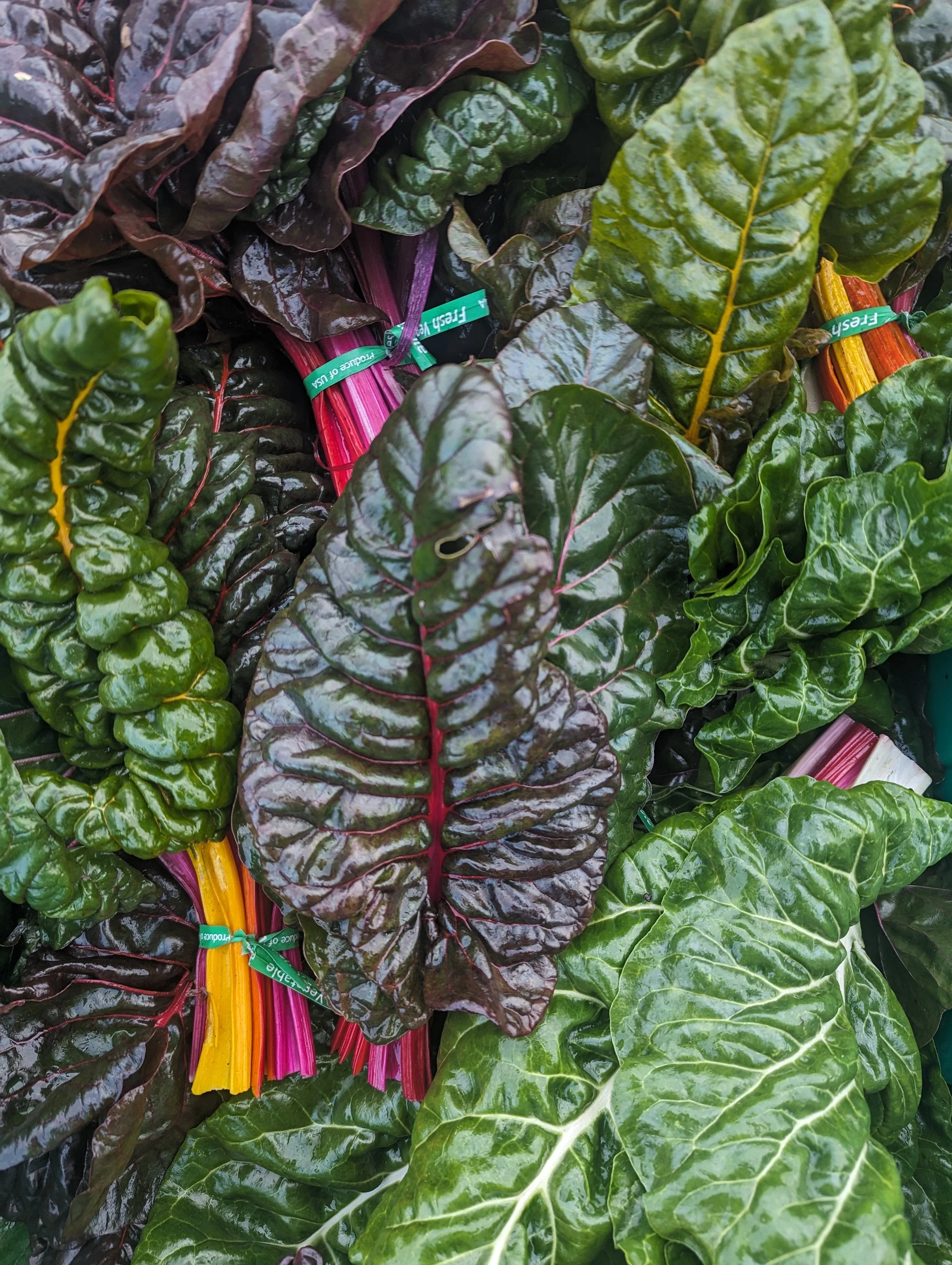 Copy of Chard 2023.jpg