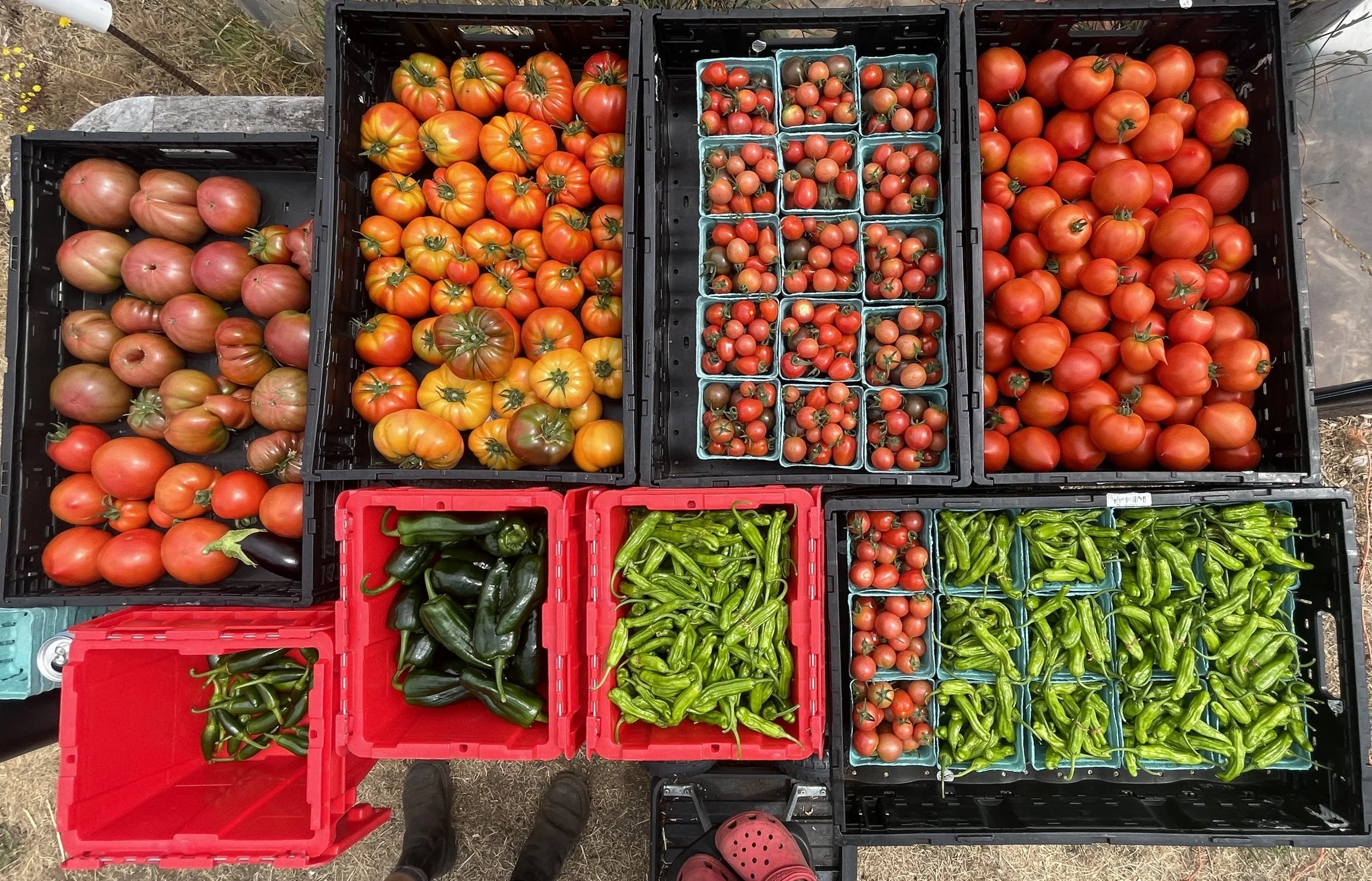 Copy of big summer harvest.jpg