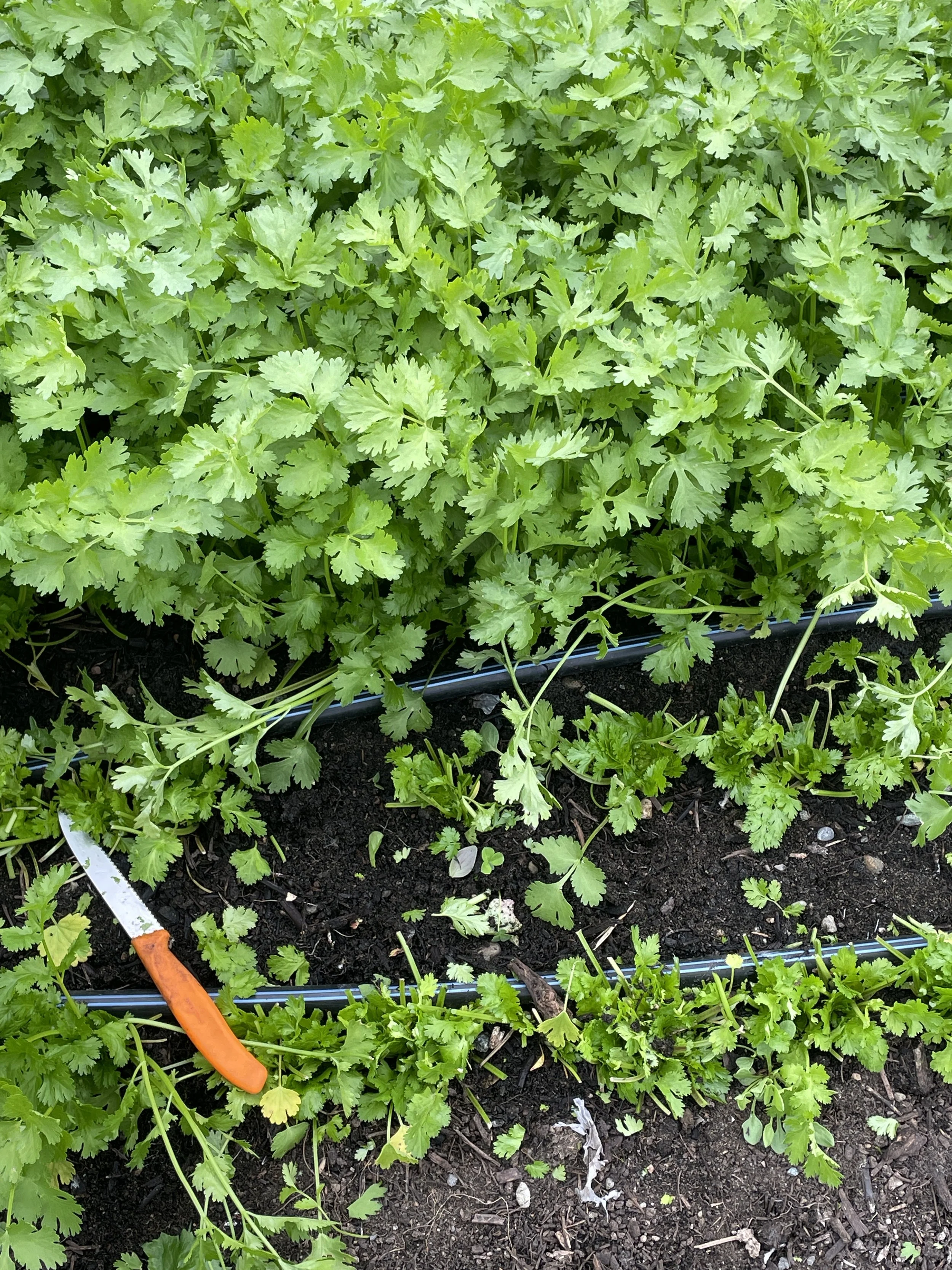 cilantro harvest.jpg