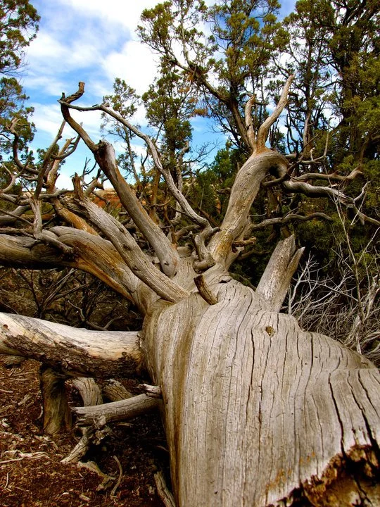 Downed juniper.