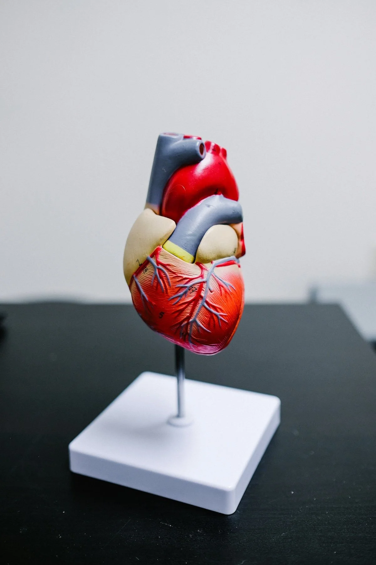 A detailed model of a human heart with realistic coloring and veins displayed on a stand.