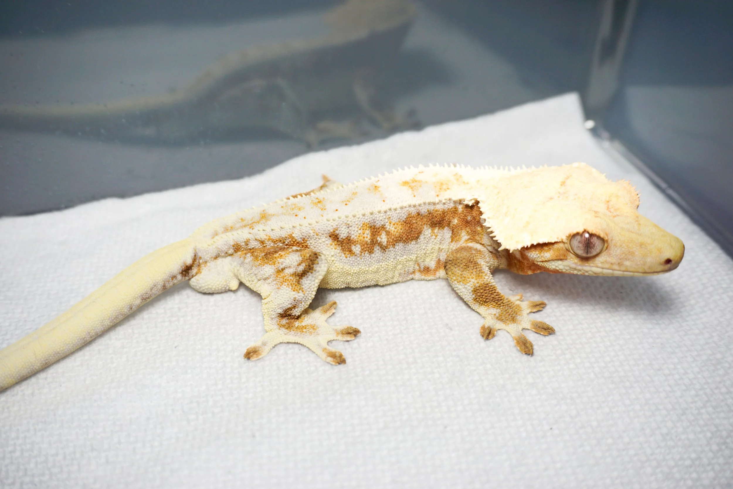 Kento - Orange Lilly white (Altitude Exotics)