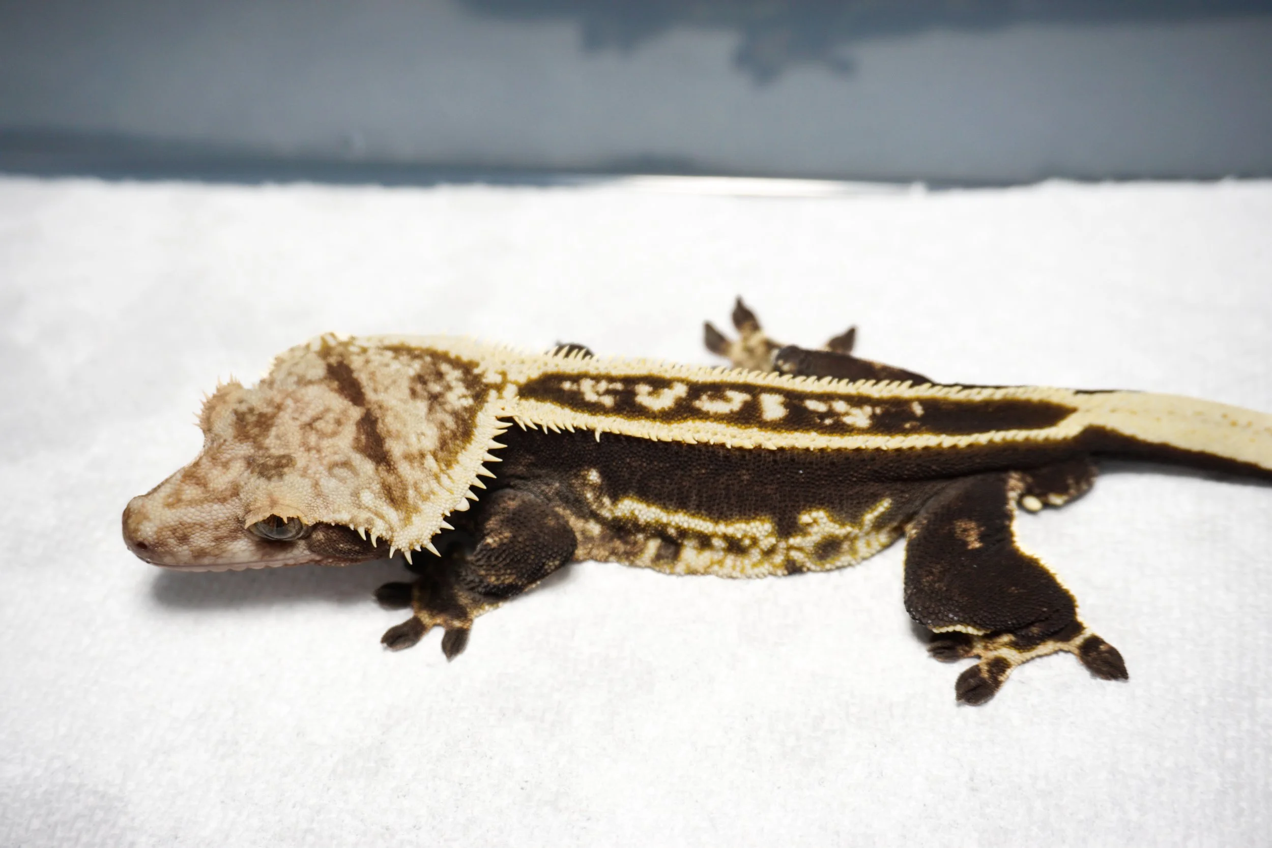 Willy - Soft Scale Super Stripe (Sacred Geckos Exotics)