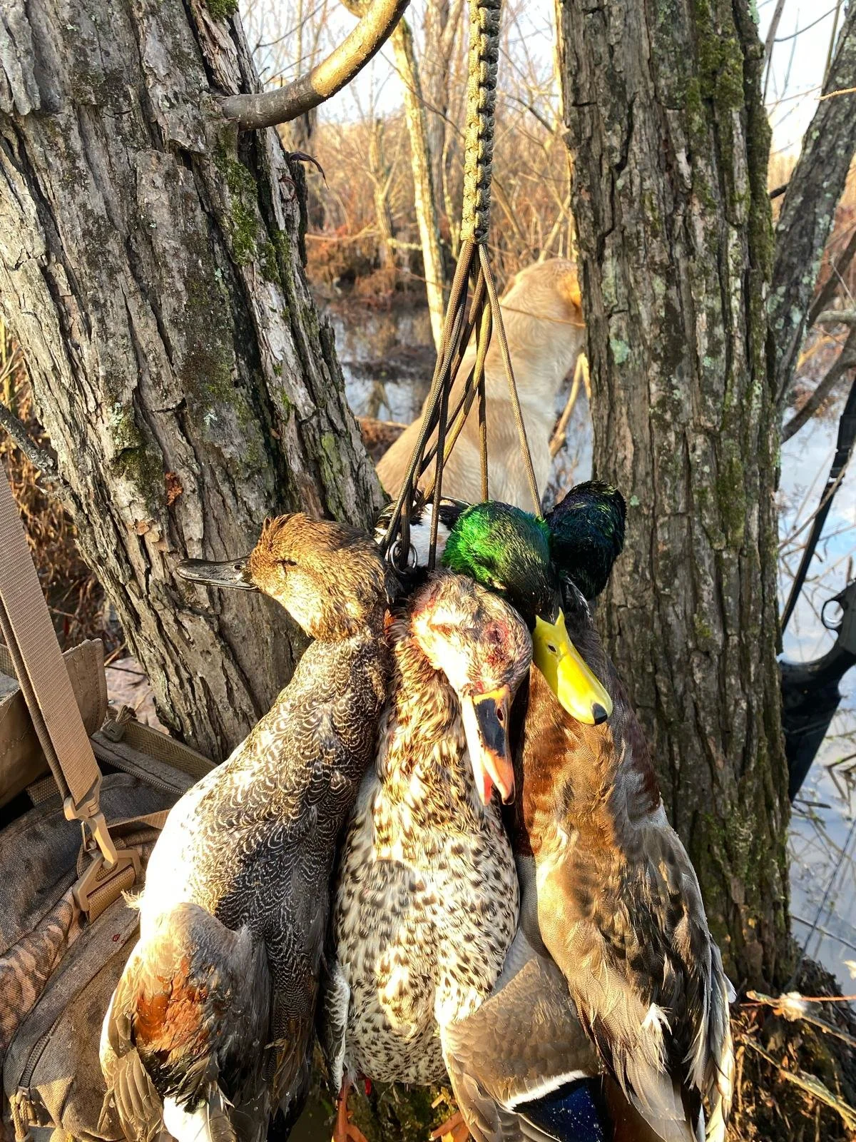Group of hunting ducks hanging from a tree next to a body of water with a golden retriever in the background.