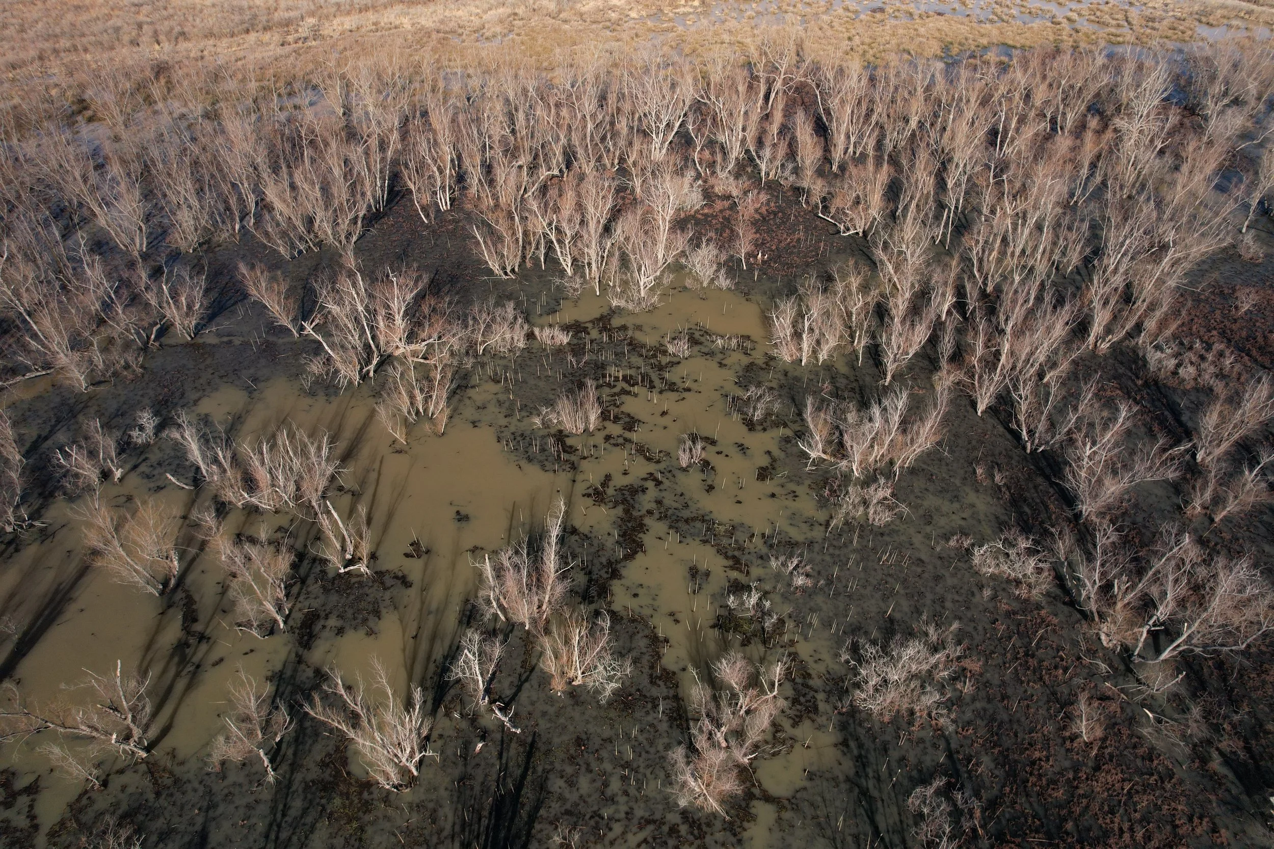 Aerial view of a swampy area with leafless trees and dark water, surrounded by a forest with leafless trees.