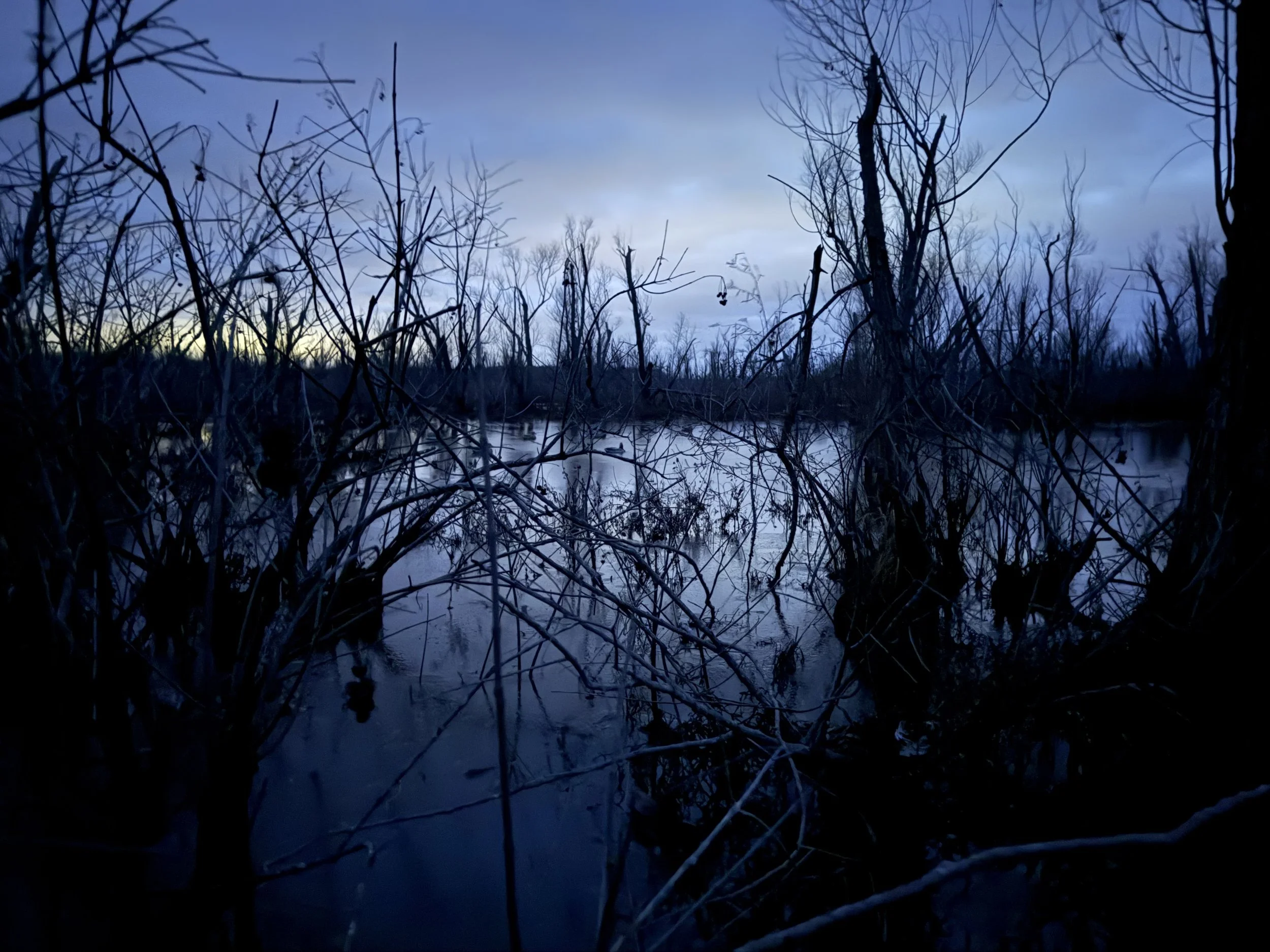 A wetland scene at dusk with leafless trees and shrubs reflected in calm water under a cloudy sky.