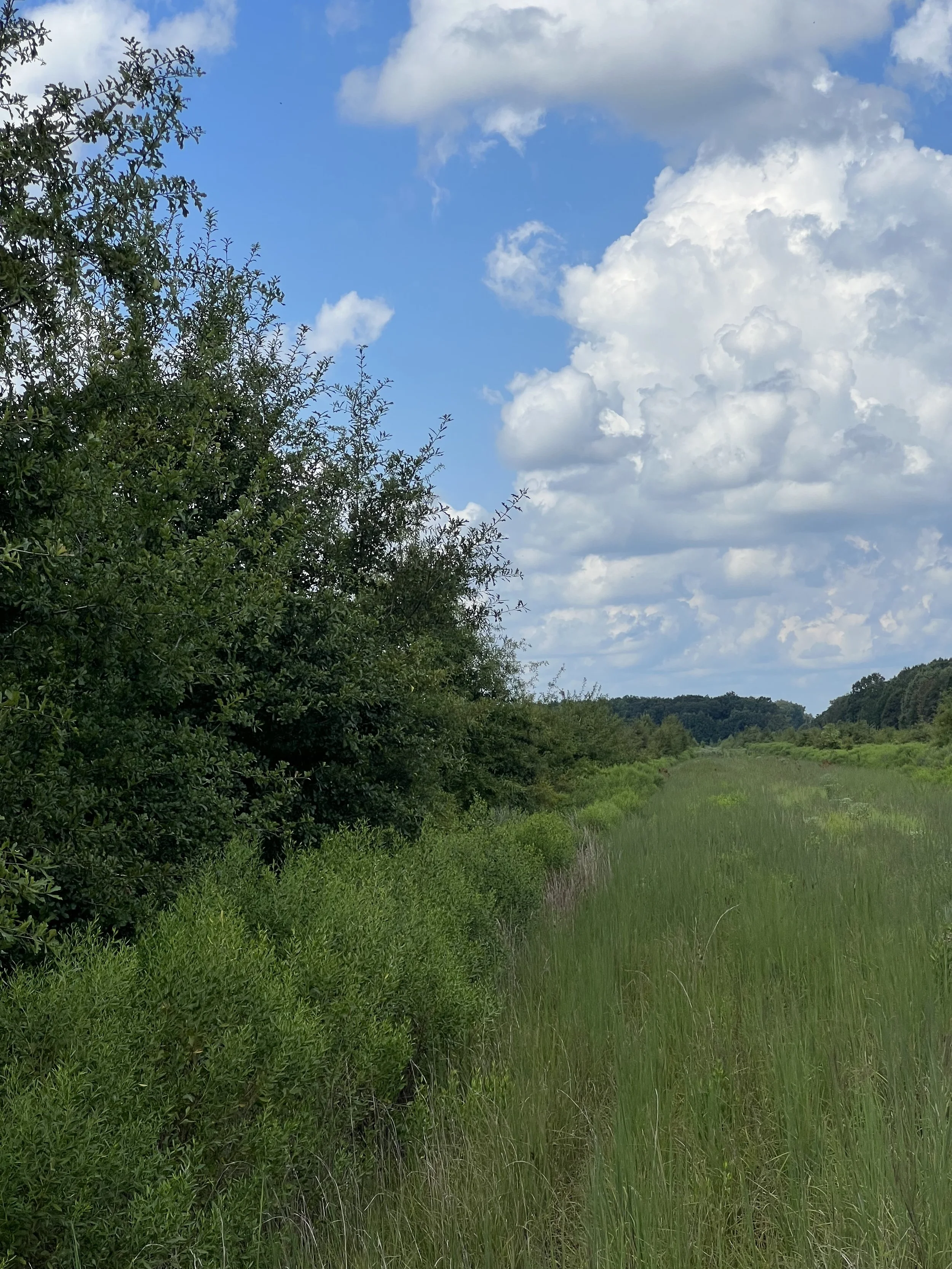A grassy field with dense green bushes and trees on the left, under a partly cloudy blue sky.