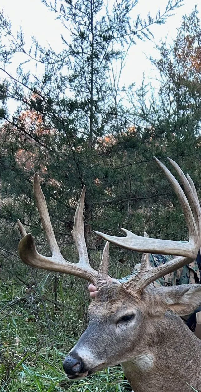 A large deer with impressive antlers lying on the grass in a wooded area.