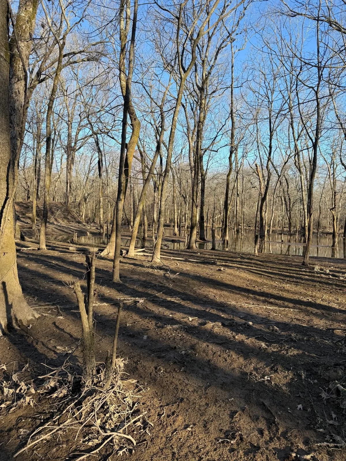 A wooded area with leafless trees and a dirt ground, with a river running through the background under a clear blue sky.