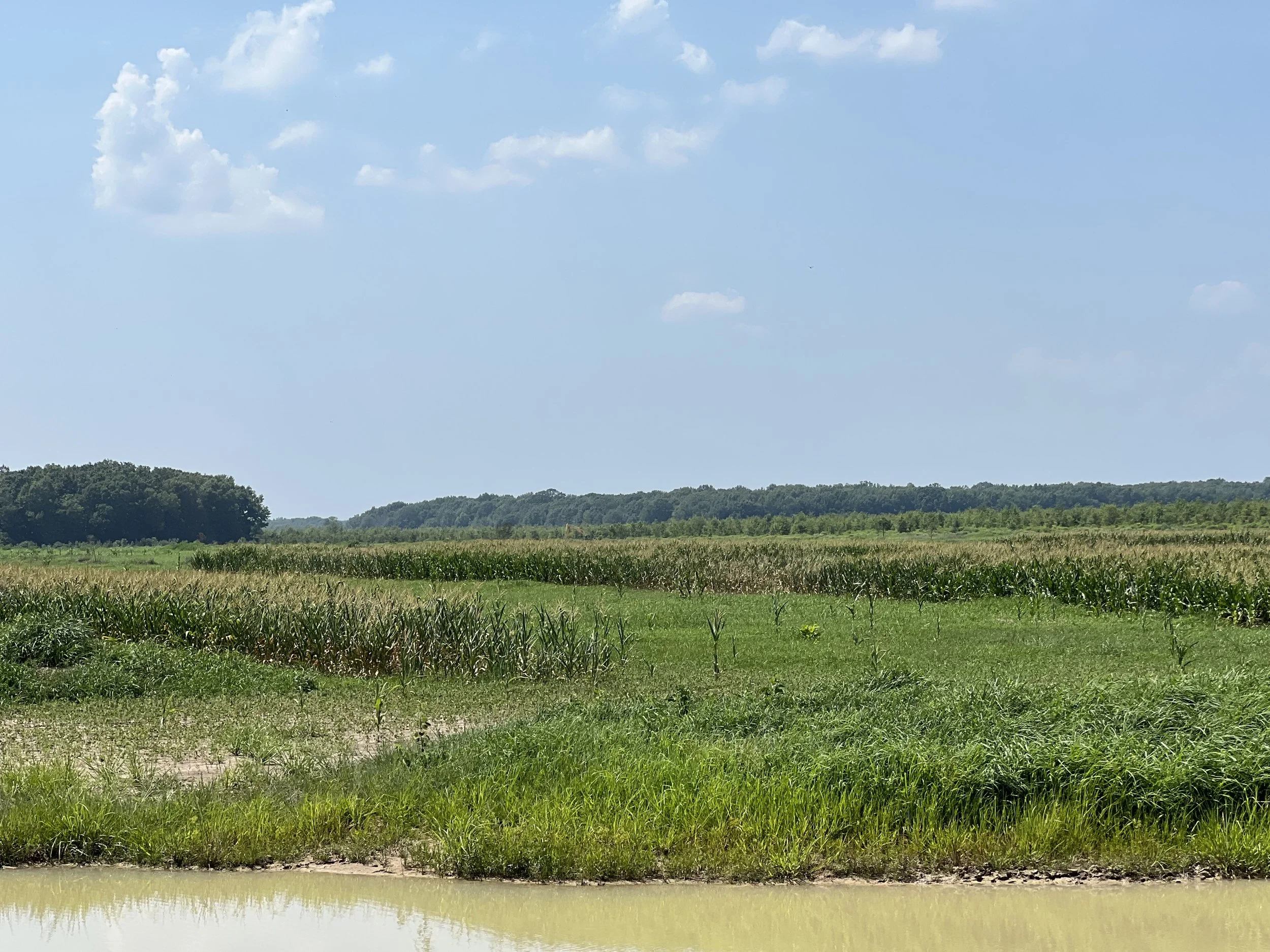 A wide open field with green grass and dense crops, with a small body of water in the foreground, under a blue sky with white clouds.