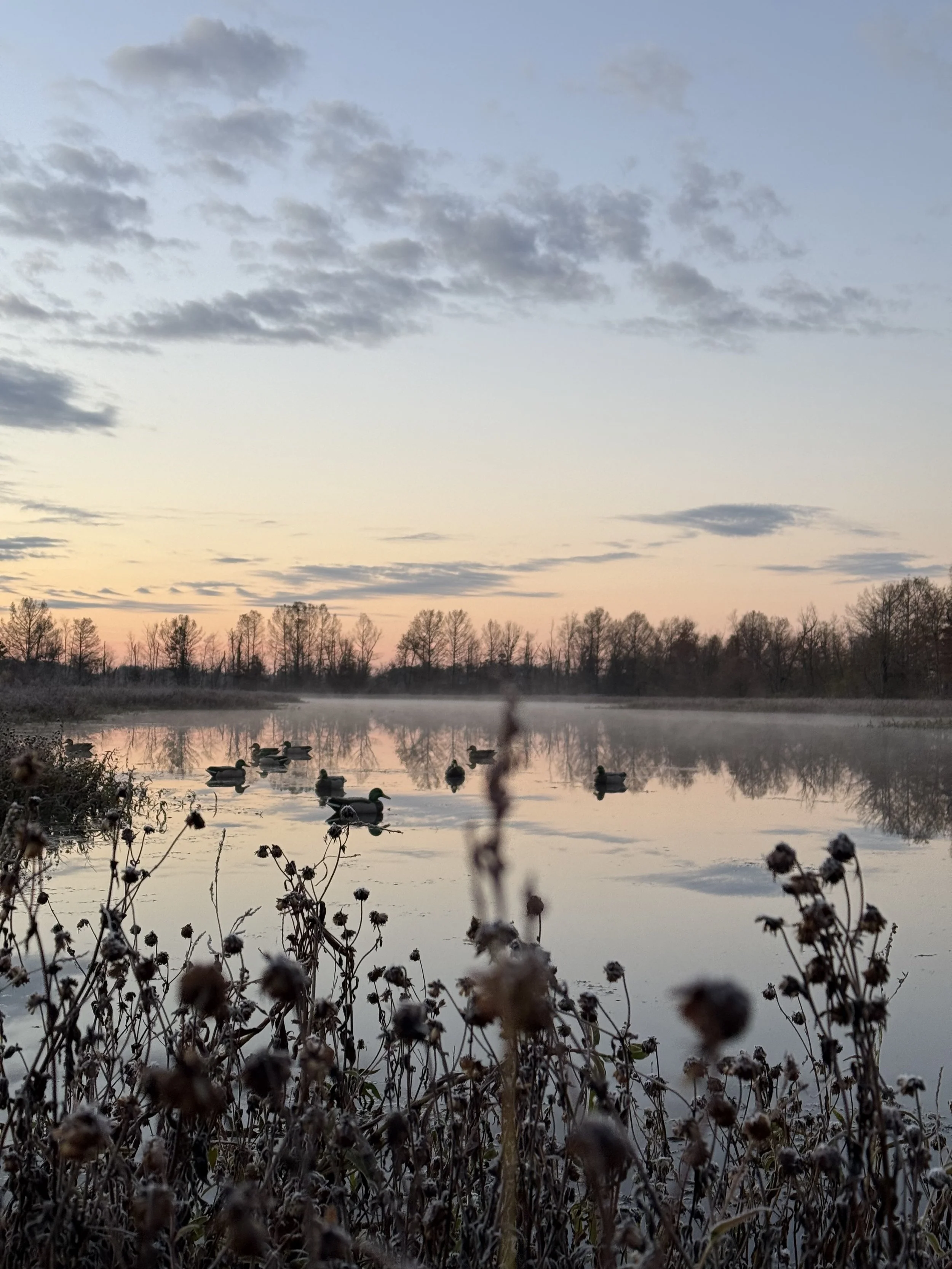 Ducks swimming on a calm lake at sunrise or sunset, with mist on the water and trees along the distant shore, under cloudy sky.