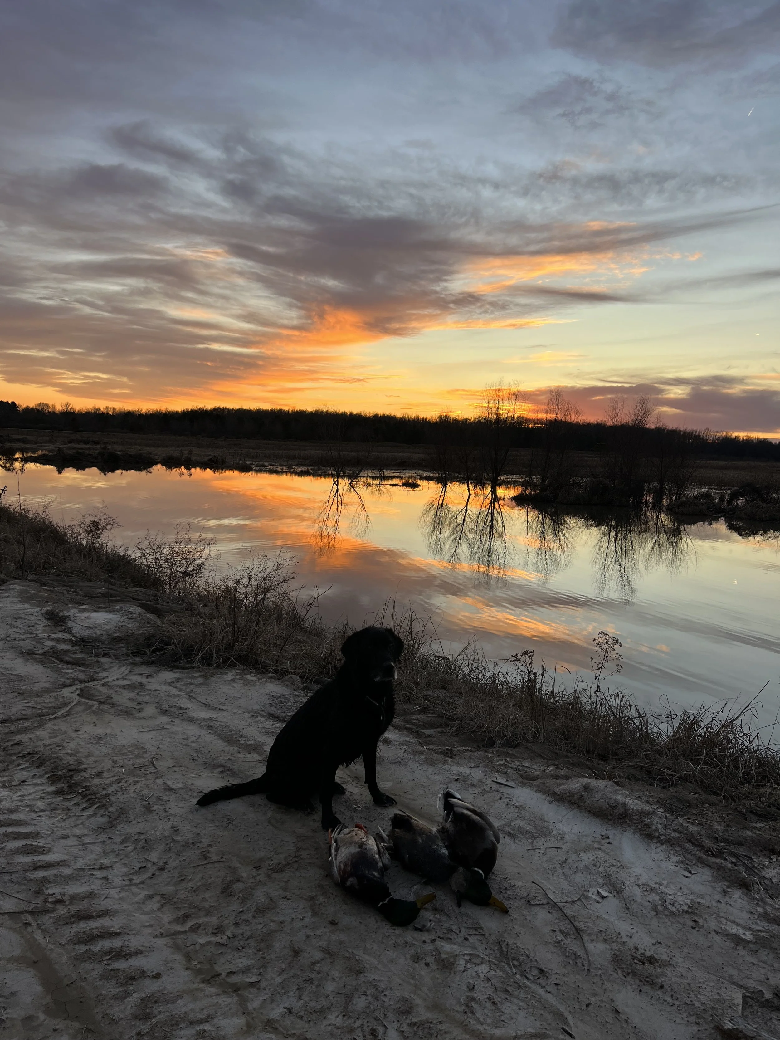 A black dog sitting by the water with three ducks on the ground in front of it during sunset at a lakeside, with trees and a colorful cloudy sky reflected in the water.