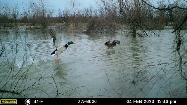 Two ducks in a flooded area with bare trees and bushes in the background, one duck taking off from the water.