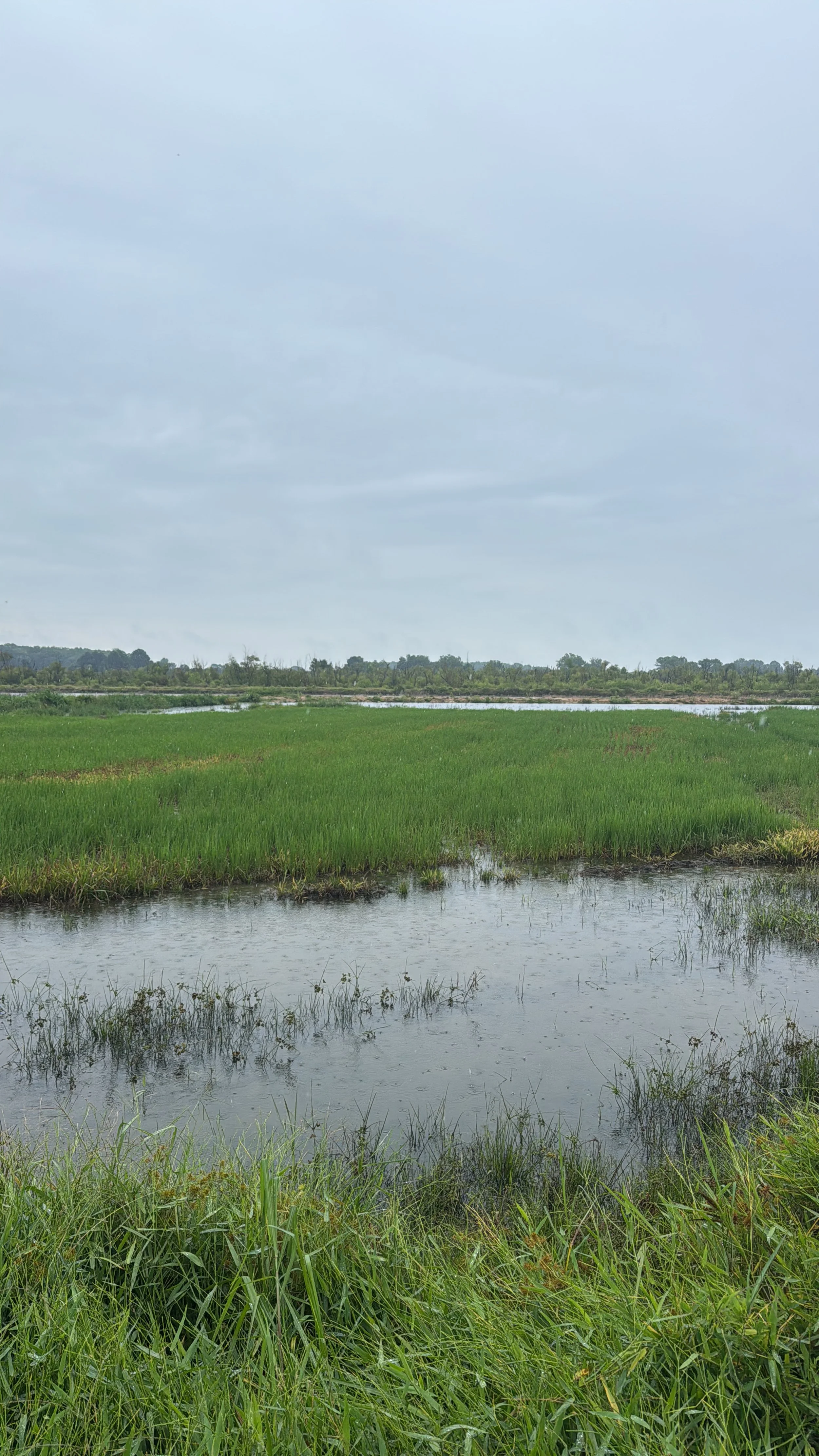 Wetland landscape with green marsh grass, water, and a cloudy sky.
