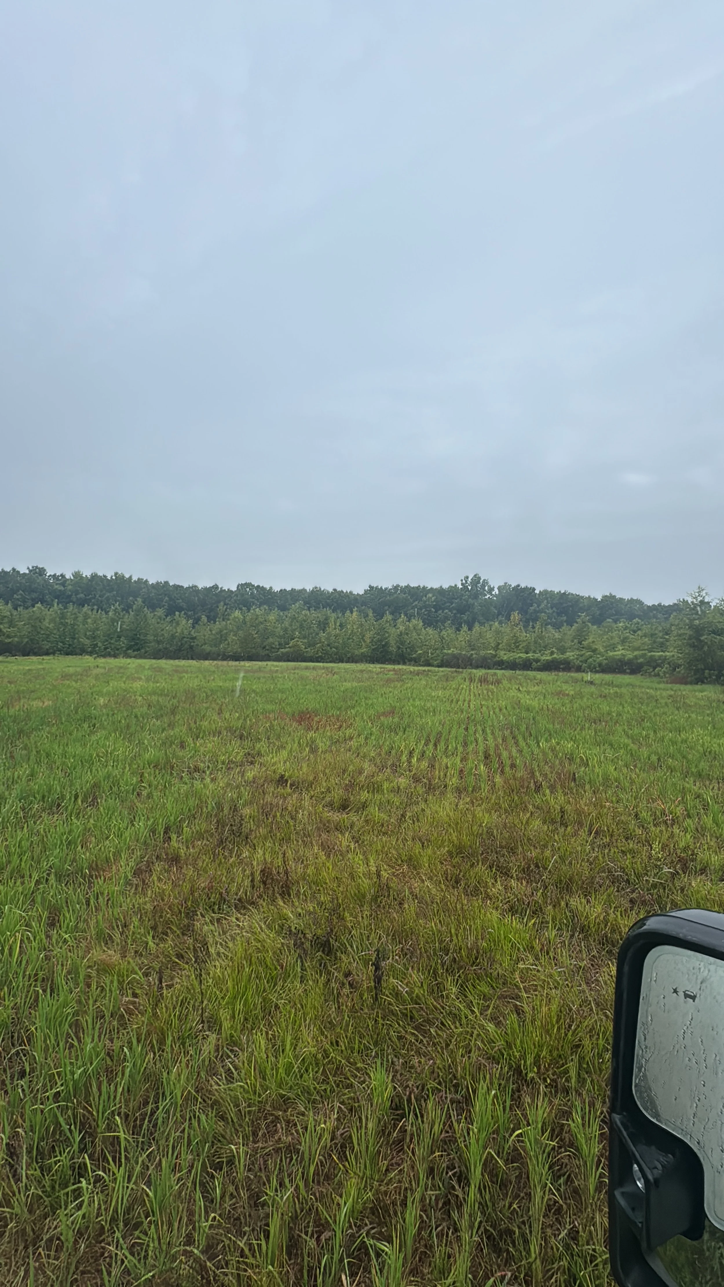 A foggy day in a green field with a tree line in the distance, seen from the side mirror of a vehicle.