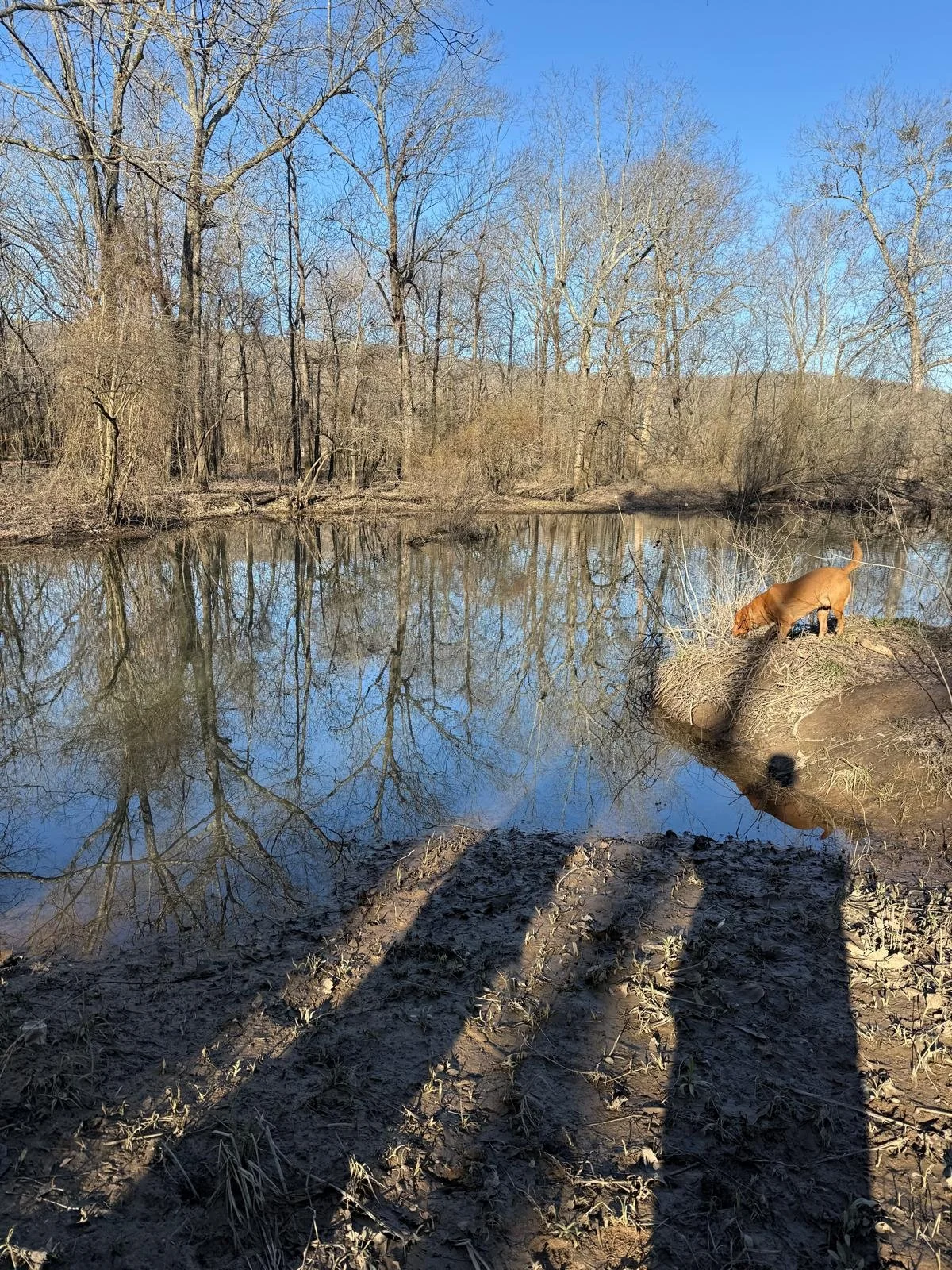 A brown dog is sniffing near the edge of a small river or pond with trees and bare branches in the background on a clear, sunny day.