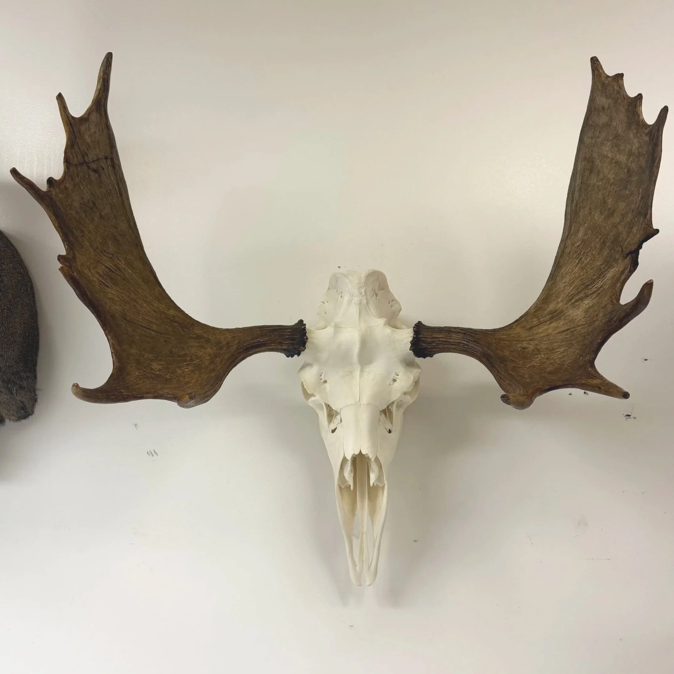 Decorative deer skull with antlers mounted on a wall
