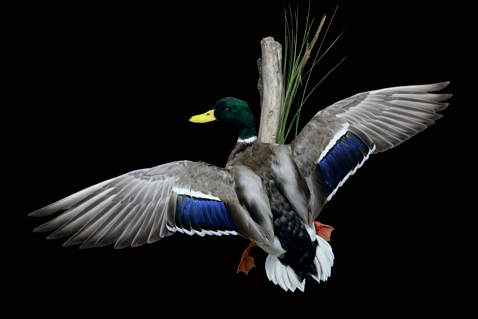 A close-up photo of a duck swimming in calm water, showing its detailed feather patterns and reflection.