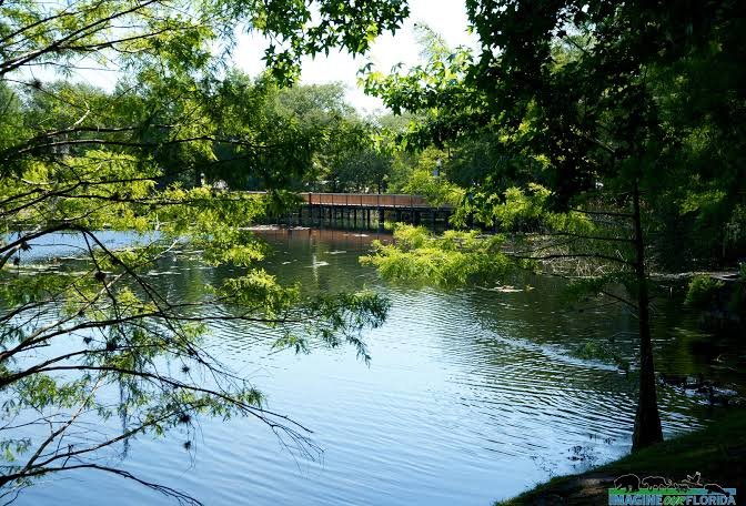 Lake Lily Maitland
