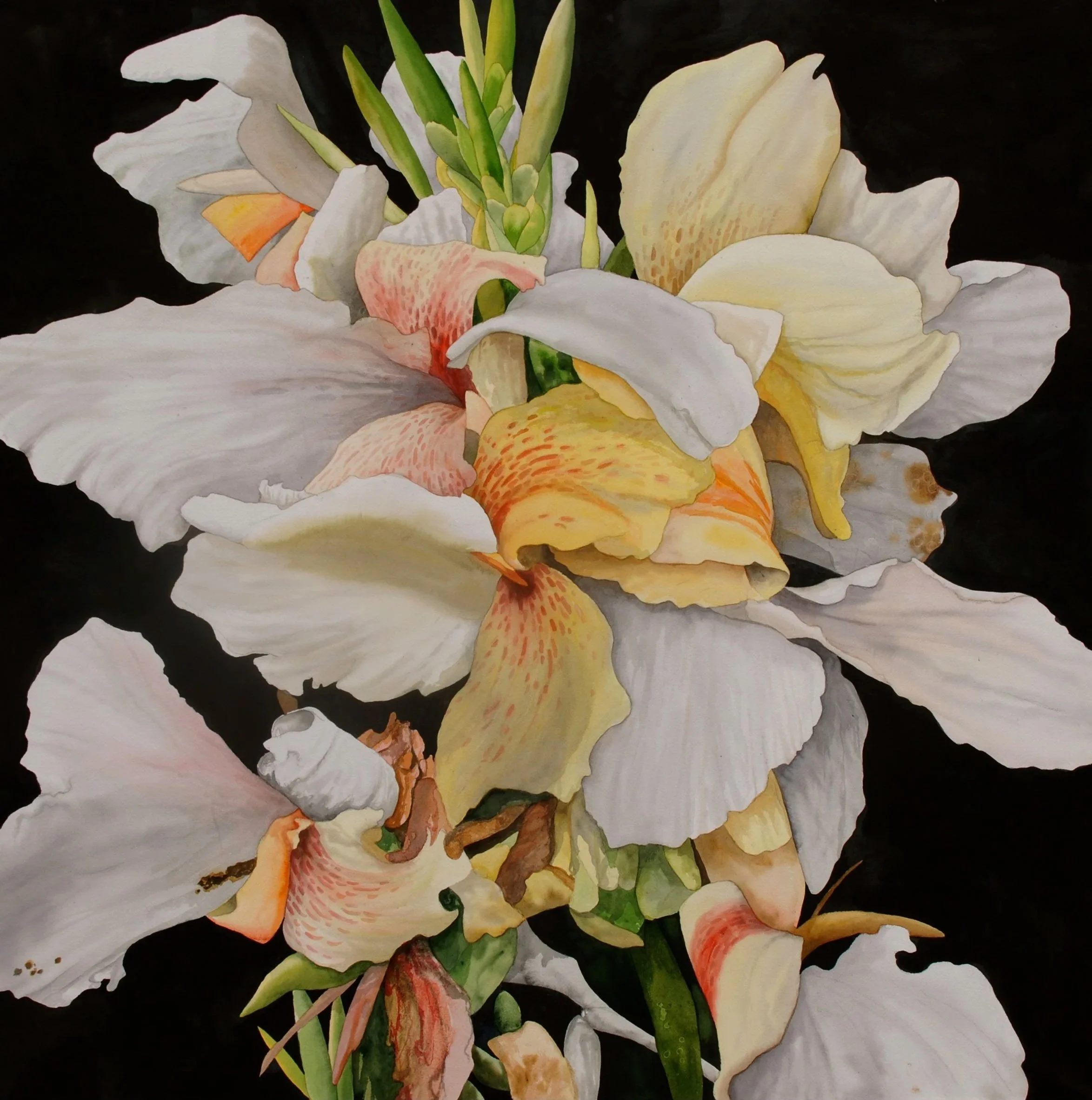 Occidental Canna, watercolor 43x43