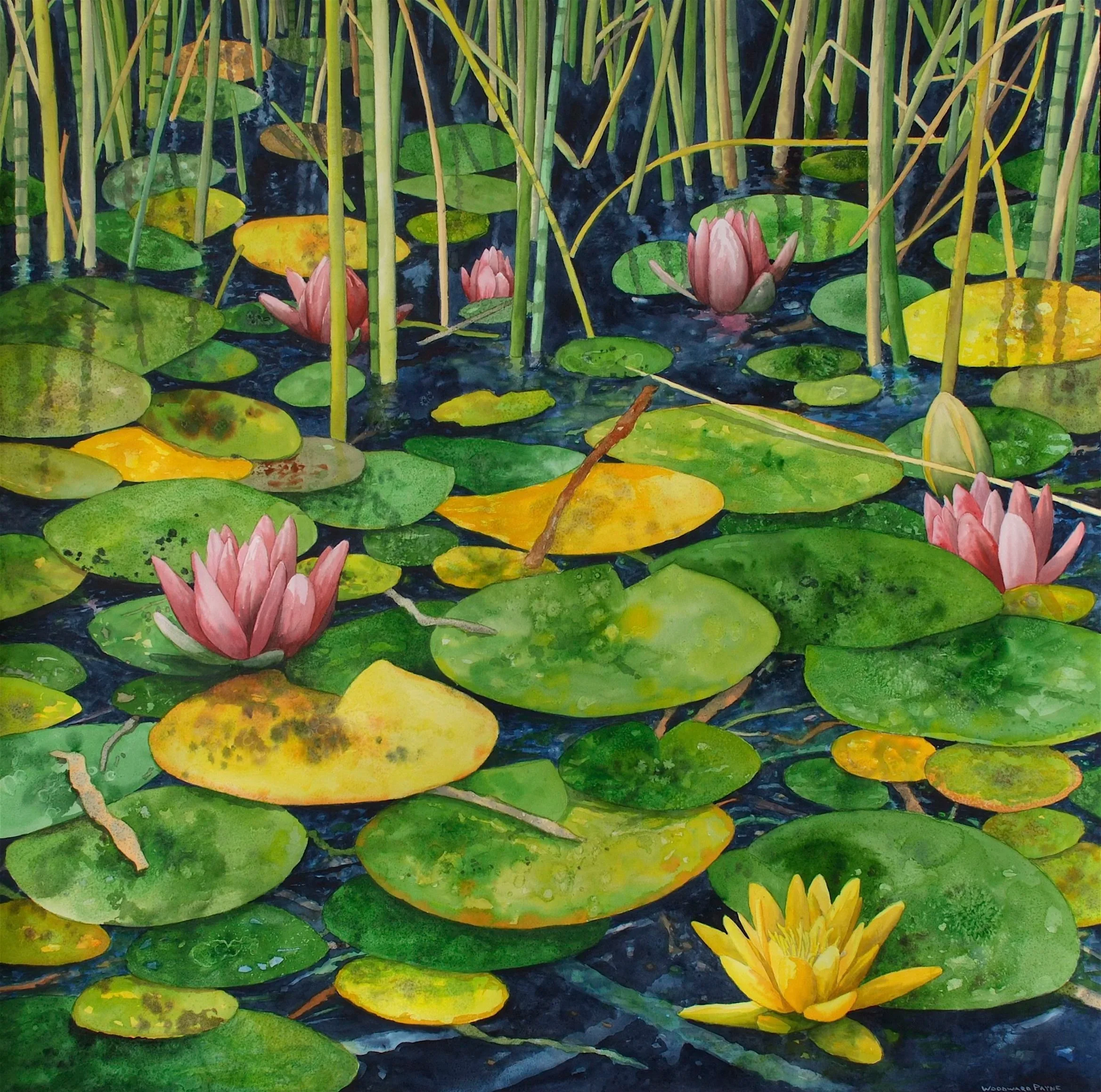 Yellow Waterlily, watercolor 43x43