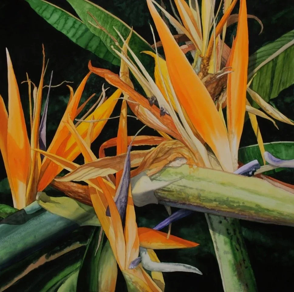 Birds of Paradise, watercolor 43x43
