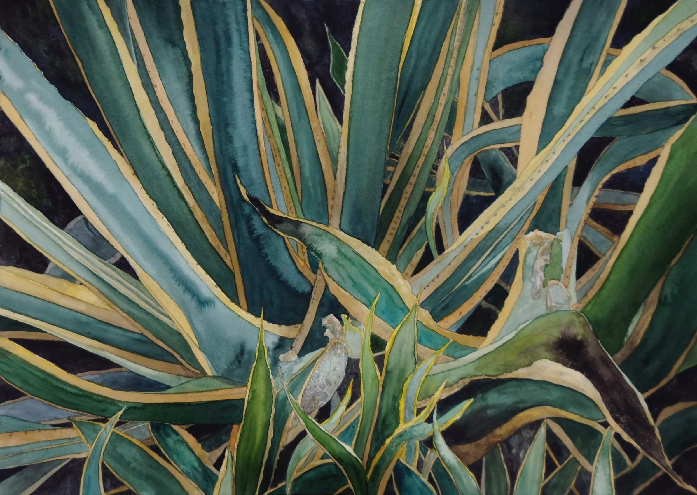 Indian Valley Agave, watercolor 20x28