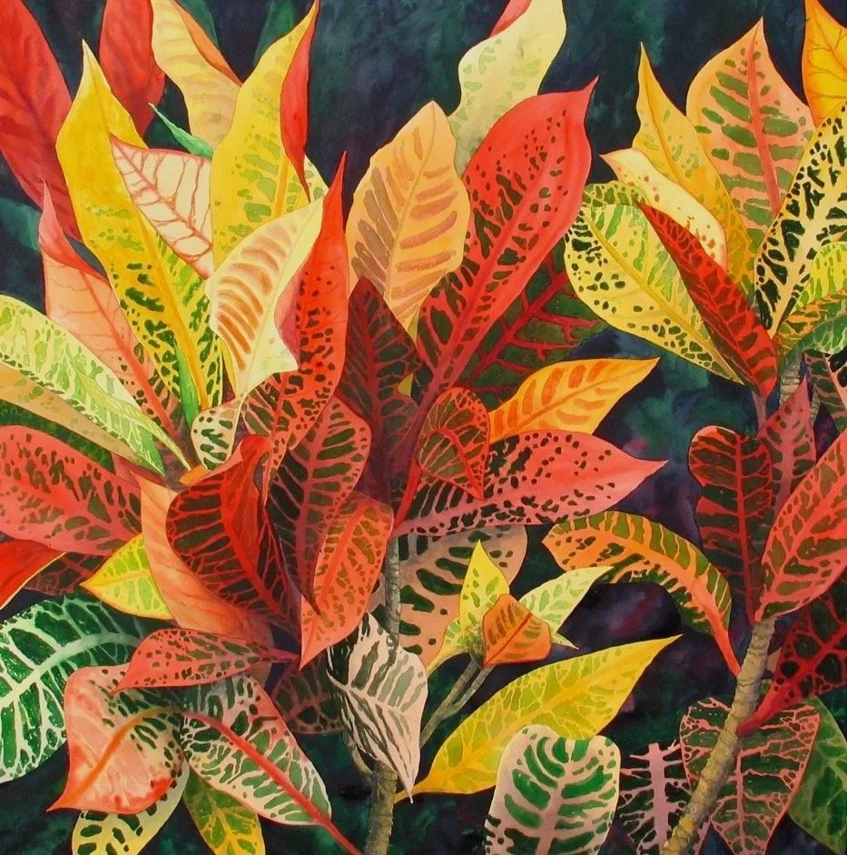 Hawaii Croton II, watercolor 43x43