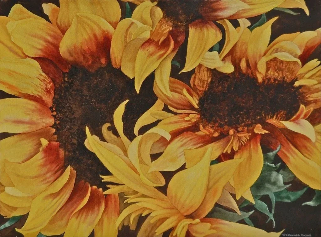 Golden Sunflowers, watercolor 22x30