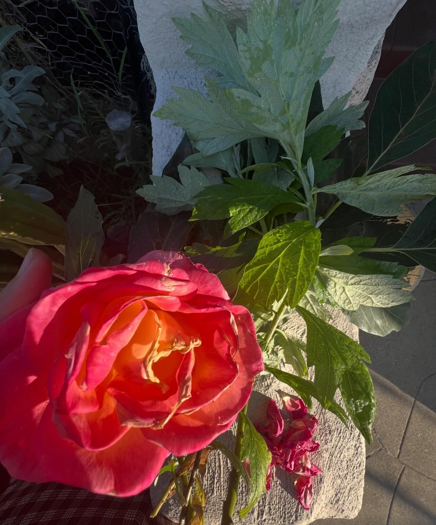 this year, I said yes to birthwork in big and small ways. 

I established my business, went through the medical process, attended all the networking events, &amp; participated in new birthwork trainings. checking off all the things on my list. 

But 