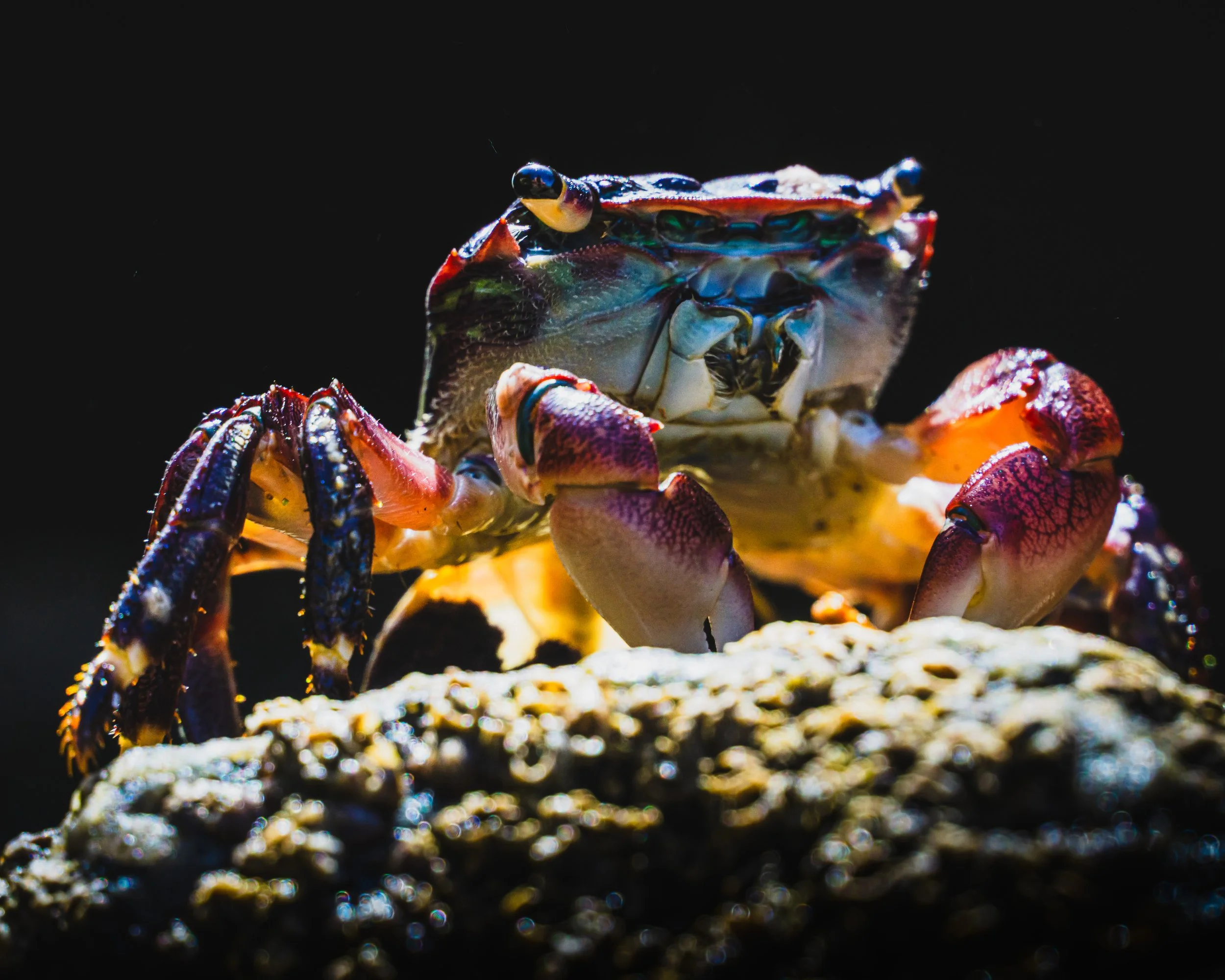 The Tidepool Guardian