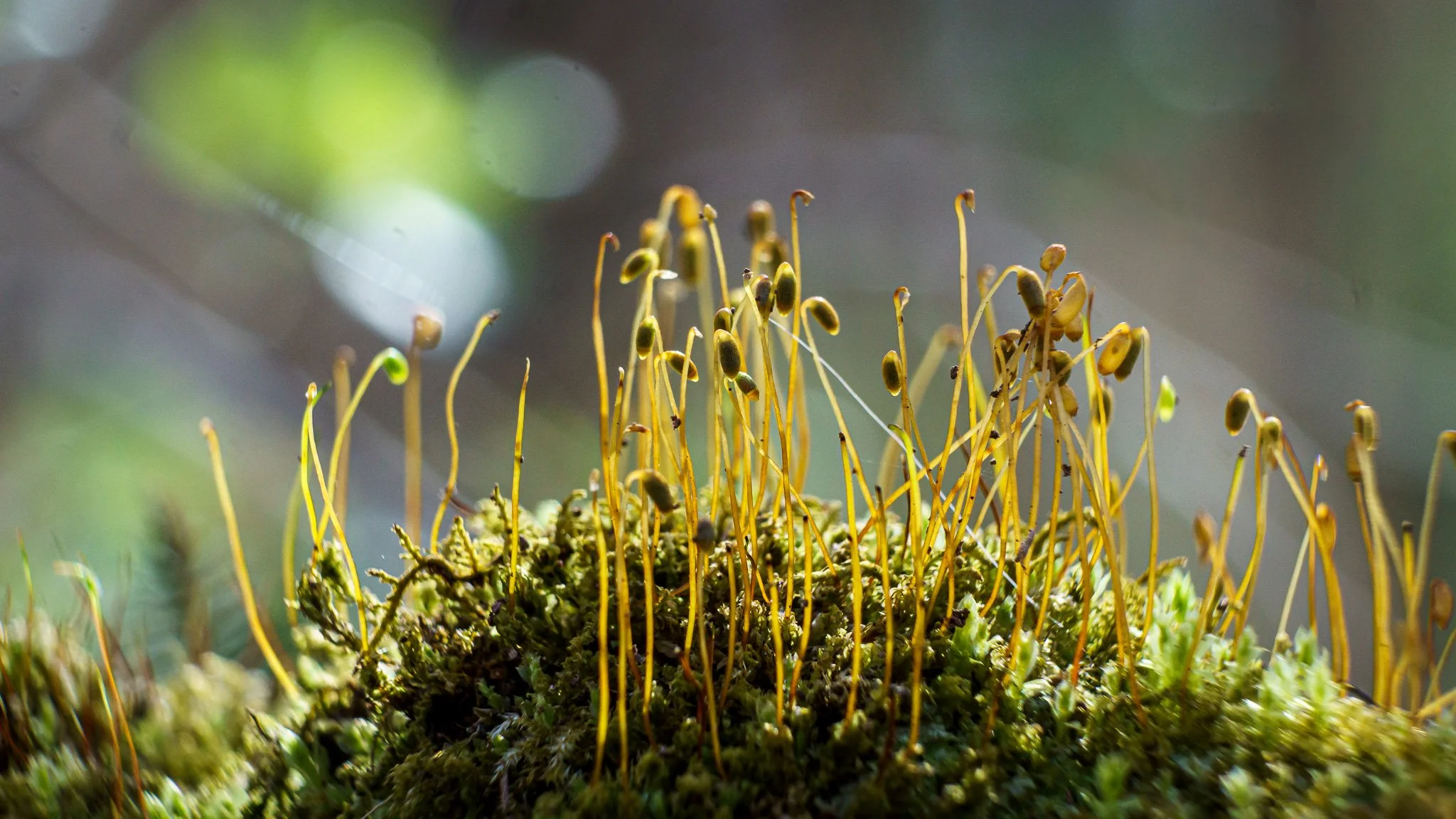 Close-up of yellow moss sporophytes on green moss, with blurred background.