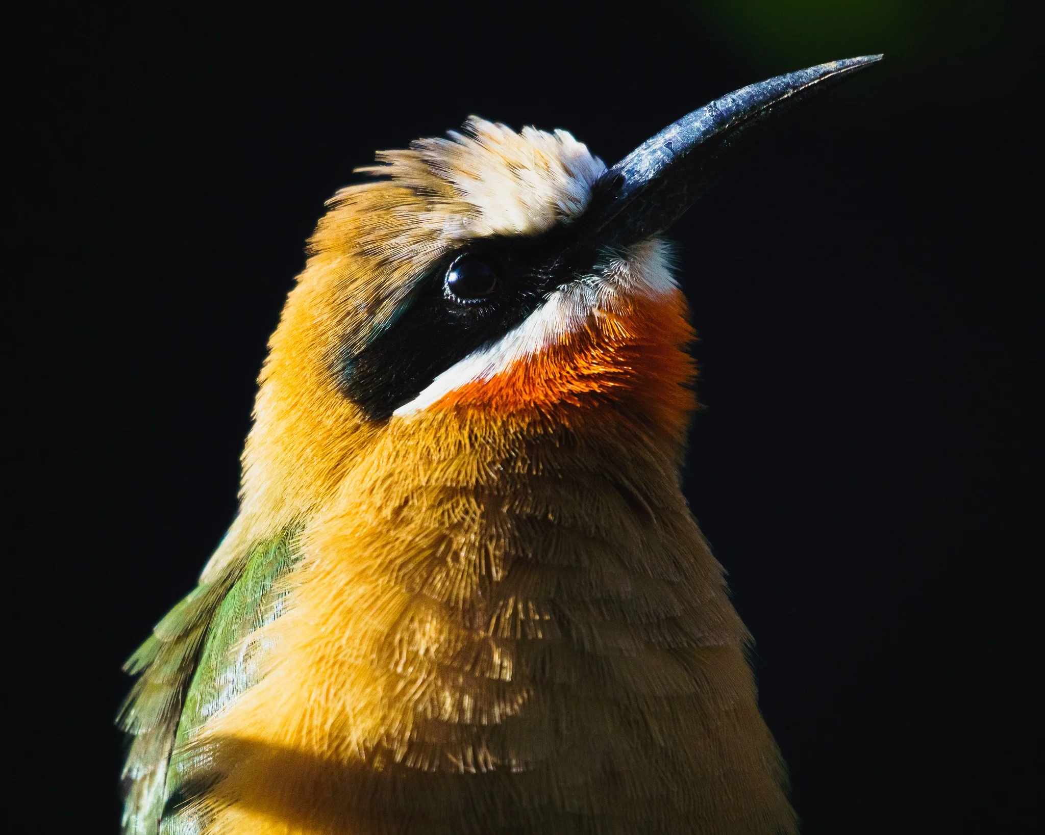 Close-up of a bird with a long black beak, colorful feathers, and a dark background.