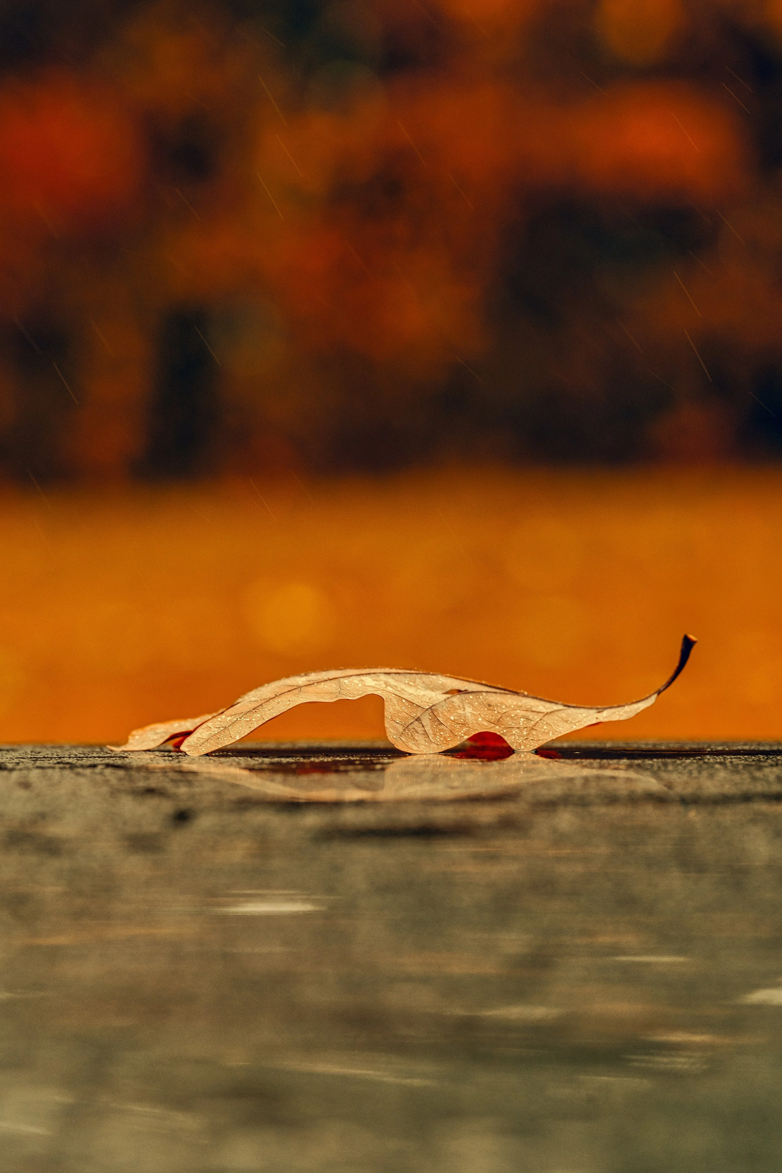 Fall 23 (2 of 3).jpg