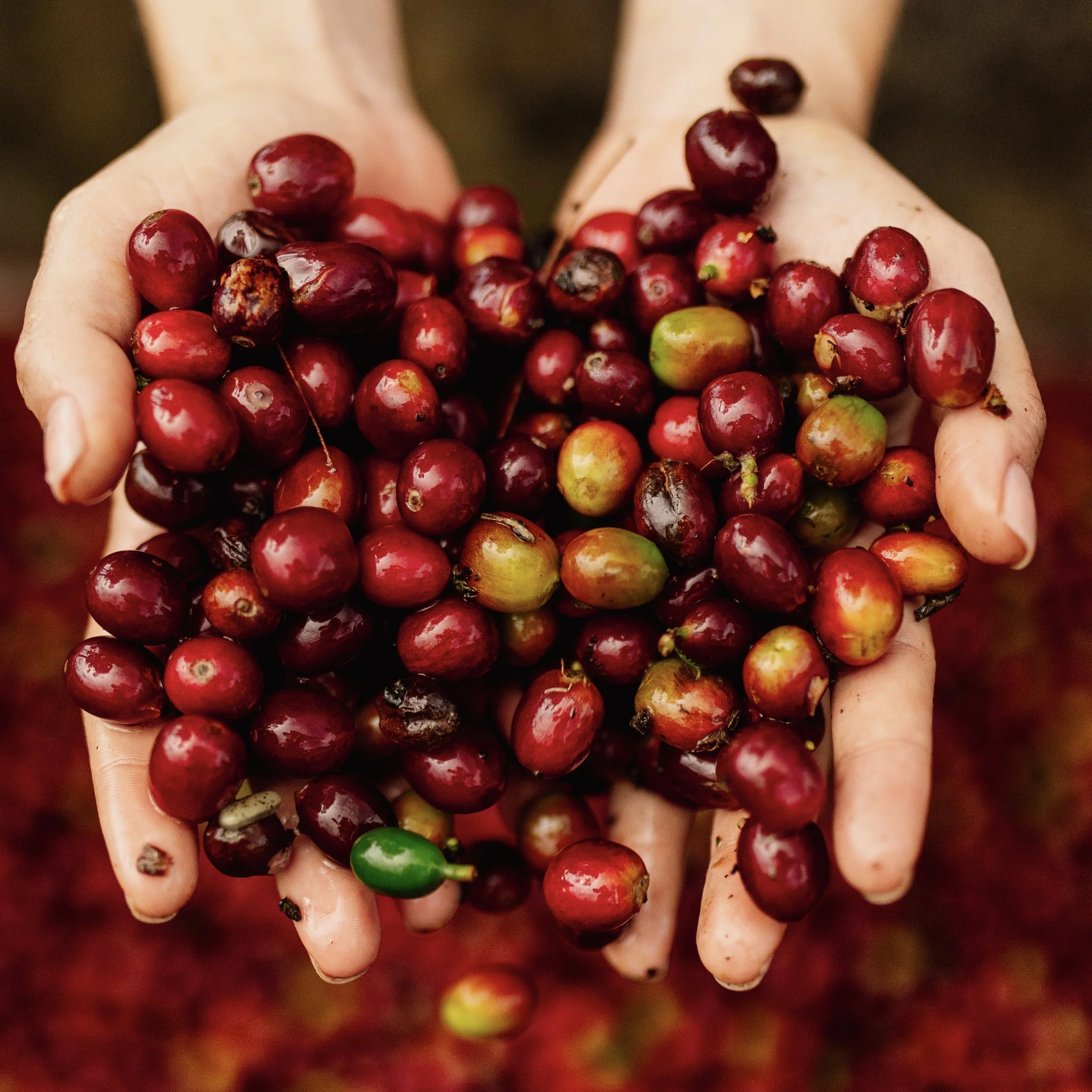 Coffee-14.jpg