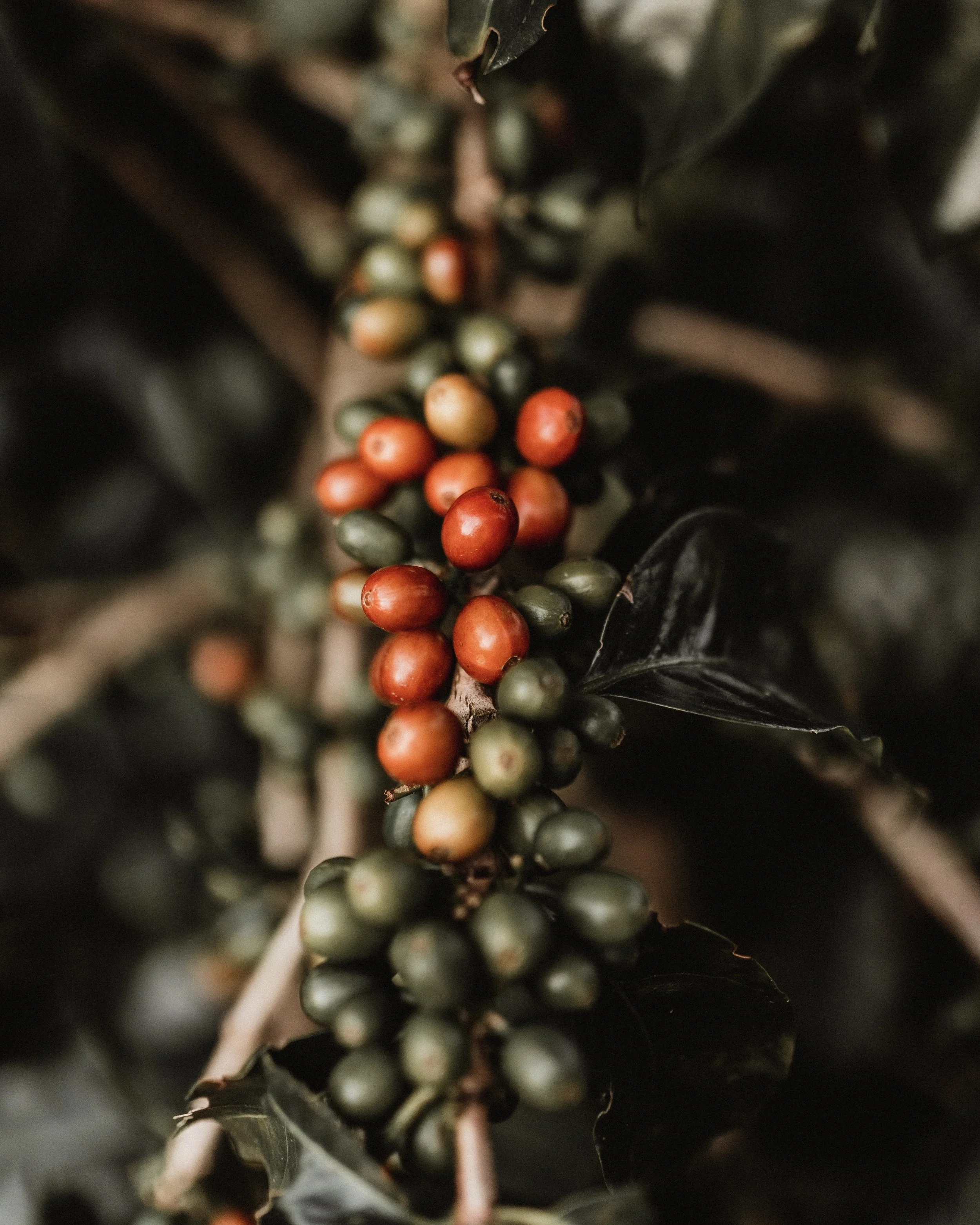 Coffee-2.jpg