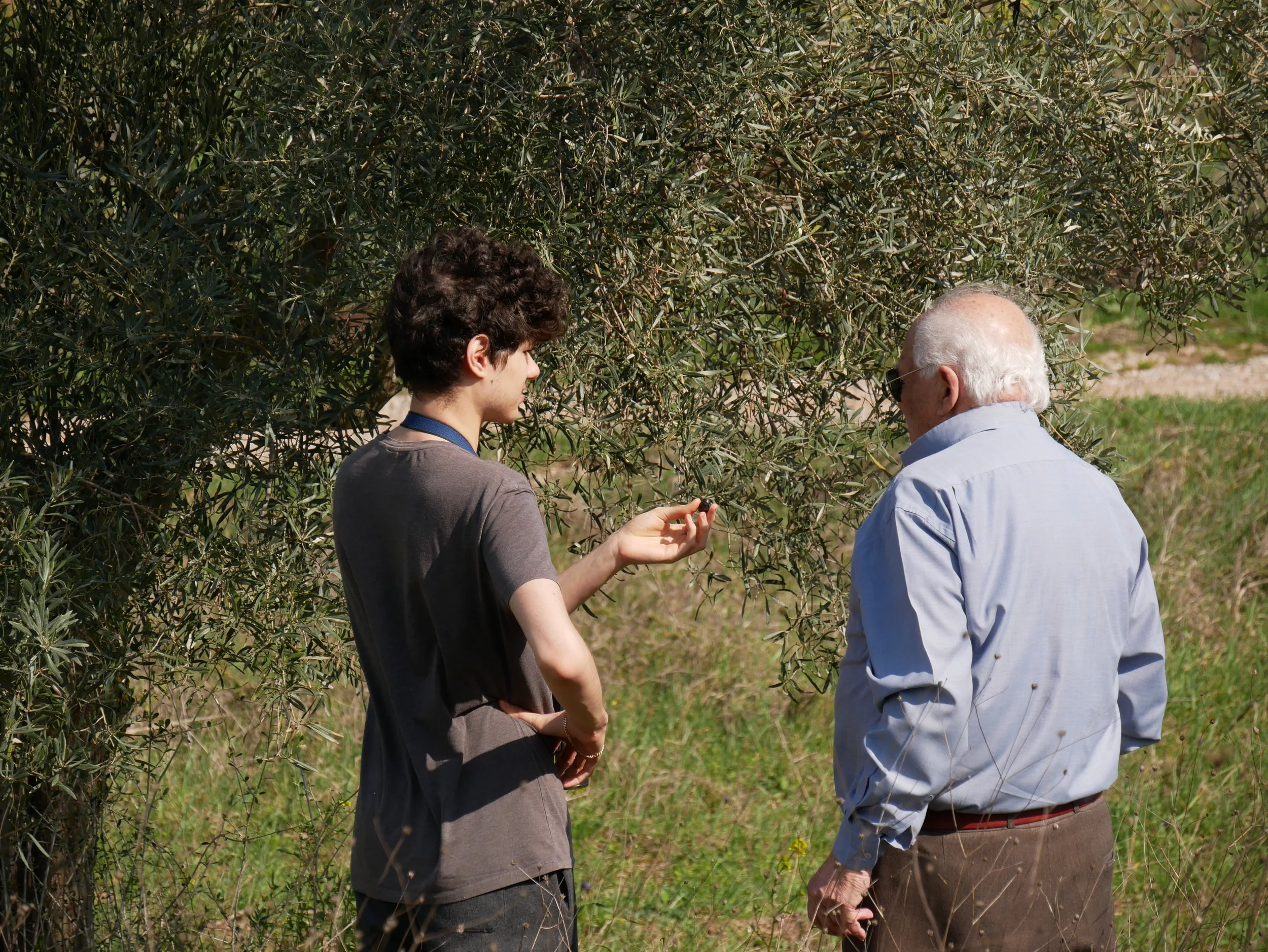 Pappous in his olive trees garden - 2019 - Digital photograph