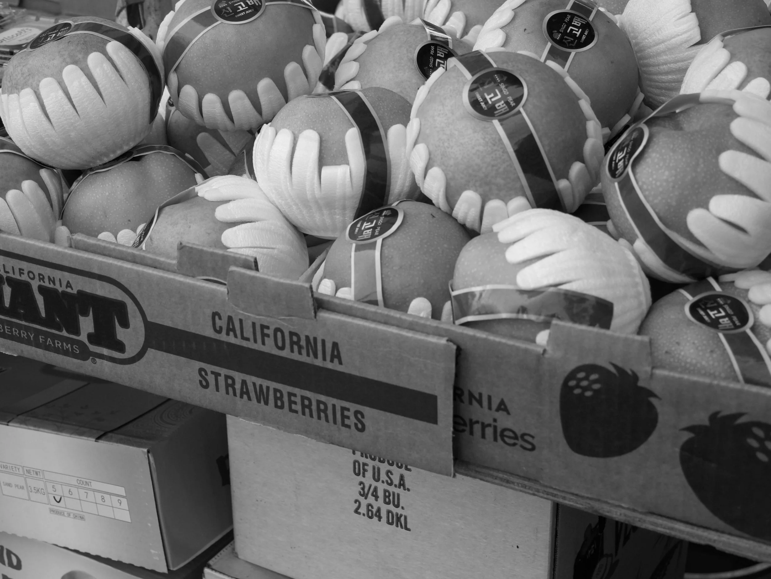 melon handles - 2025 - Digital photograph