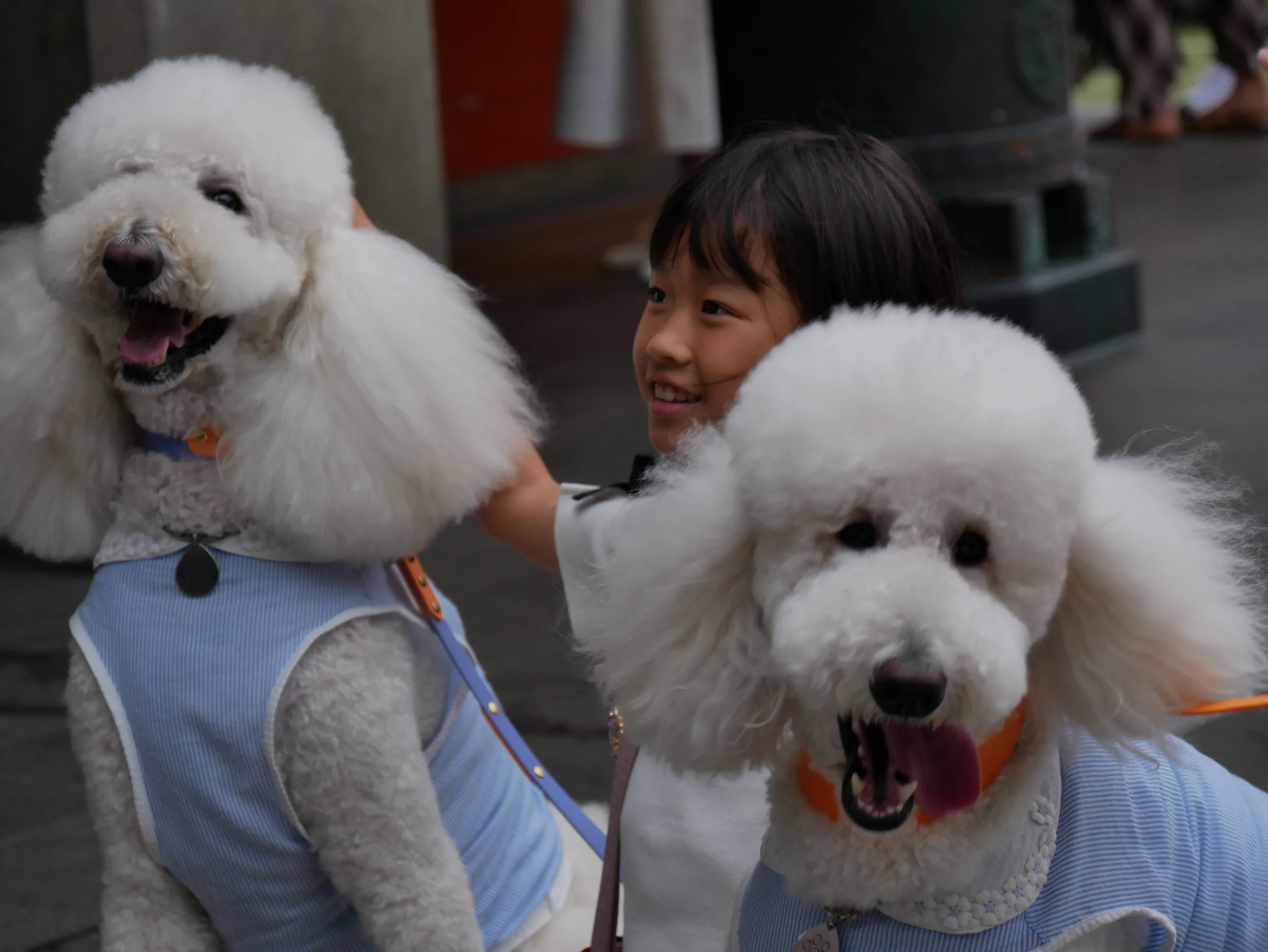two dogs and a little girl - 2026 - Digital photograph