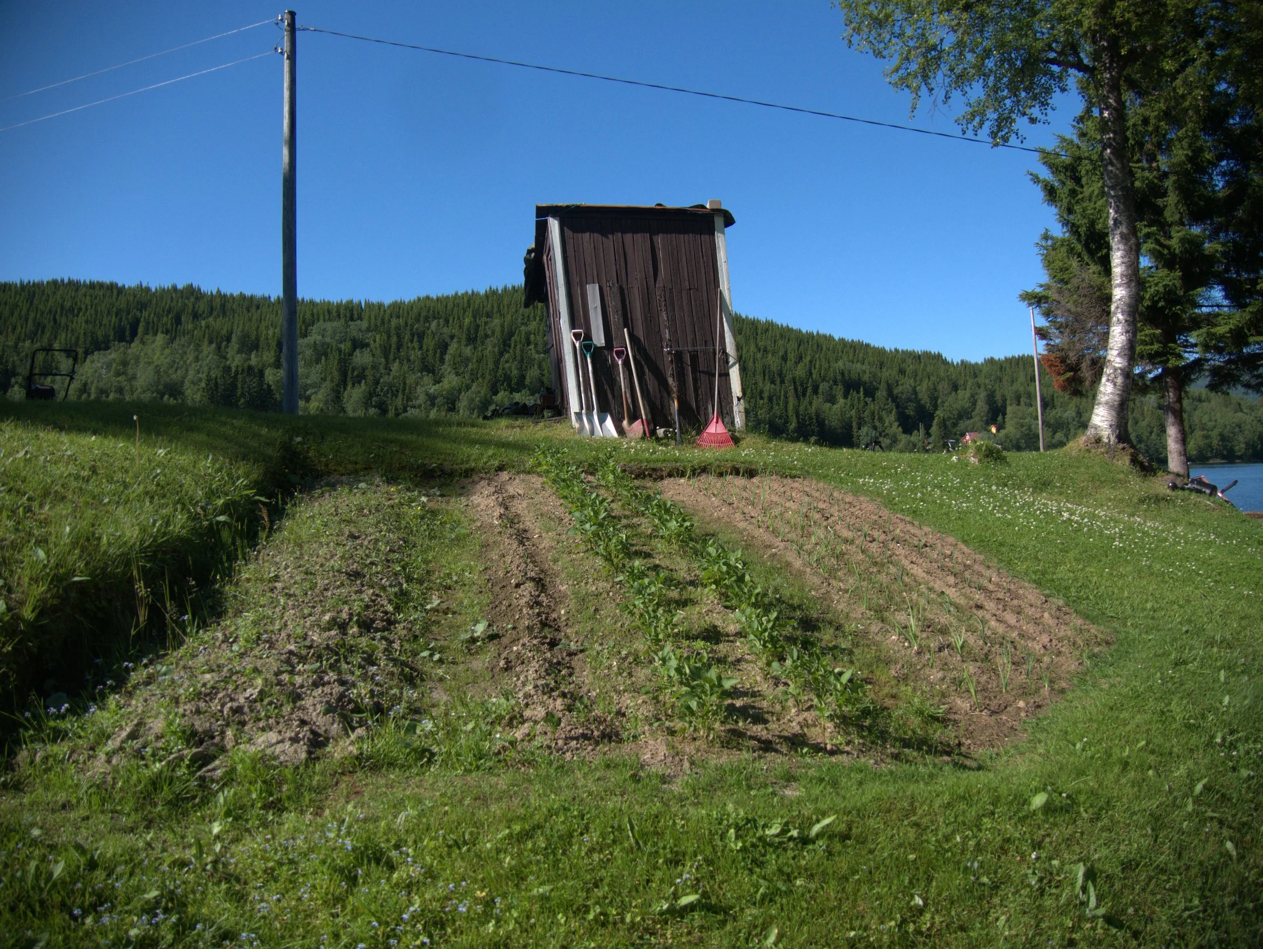 field - 2025 - Digital photograph