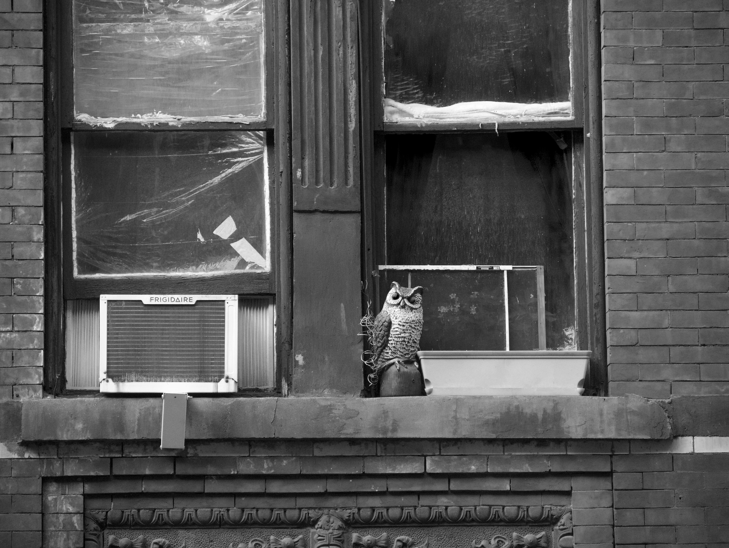 owl blocks - 2025 - Digital photograph