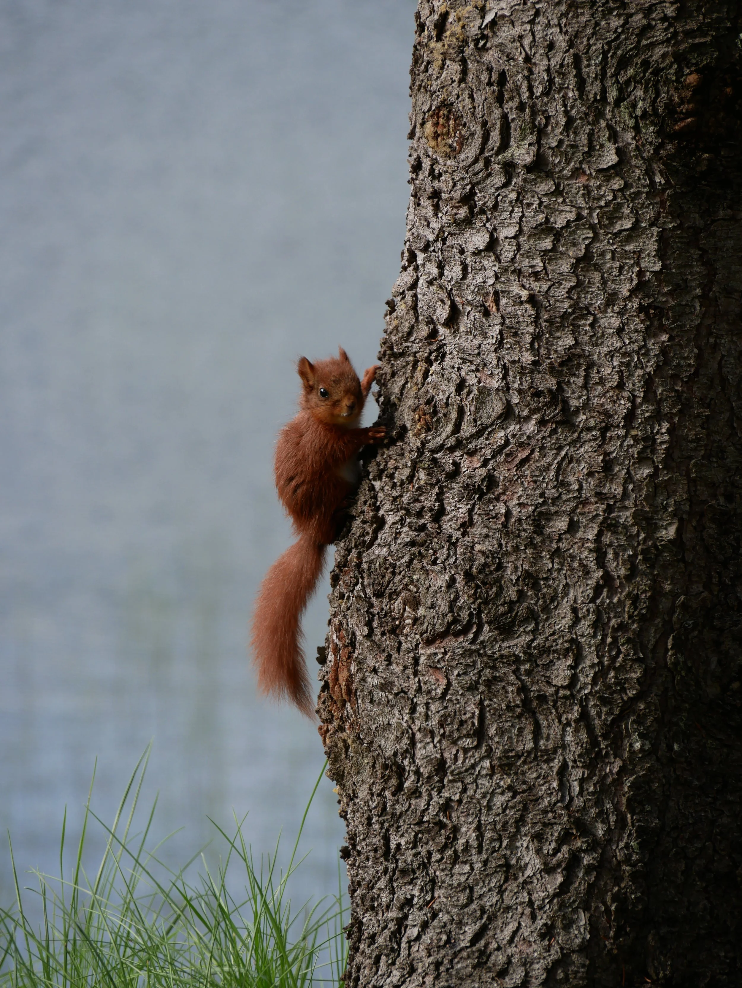 wild squirrel - 2026 - Digital photograph