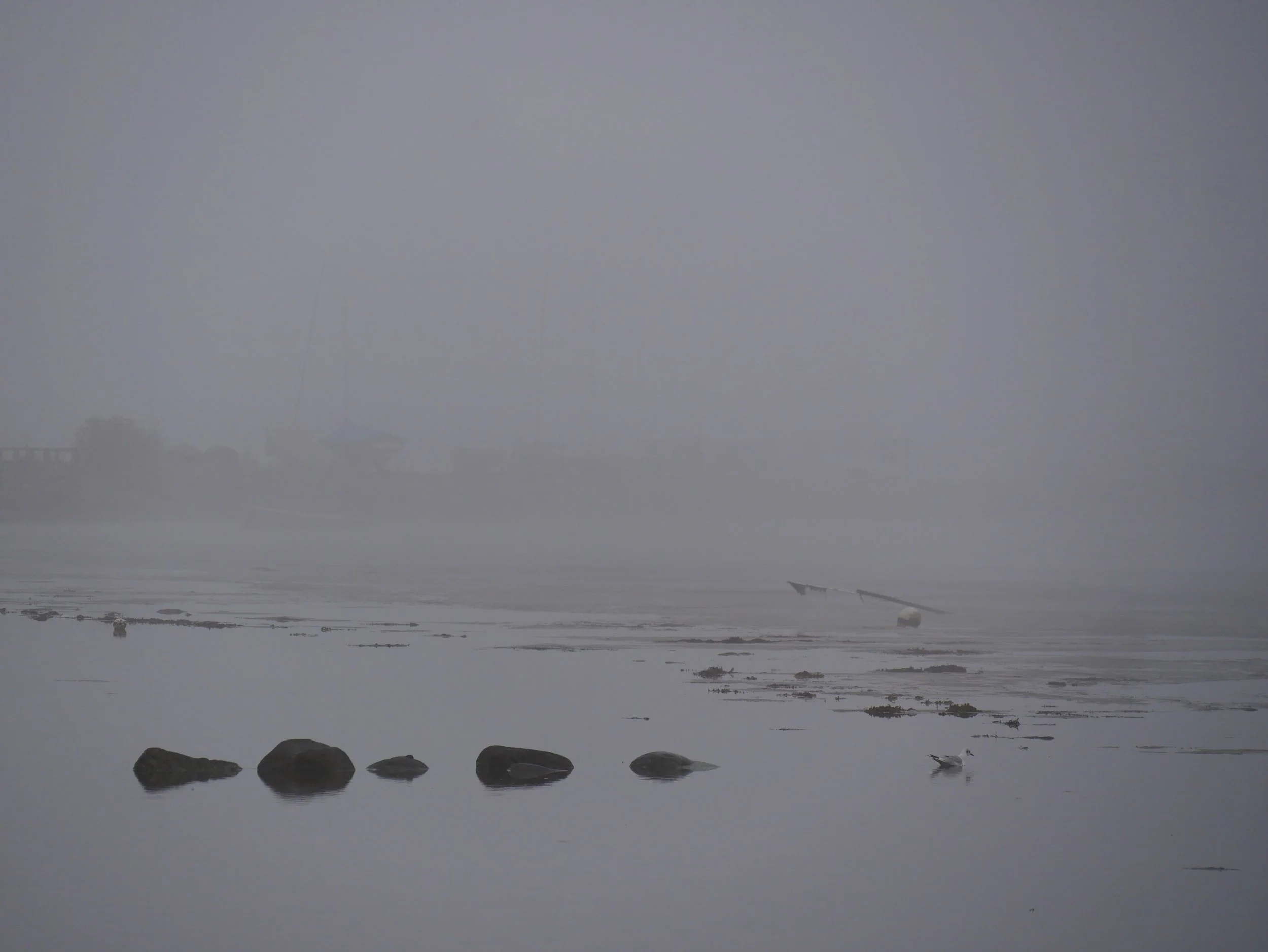 fog over the fjord - 2025 - Digital photograph