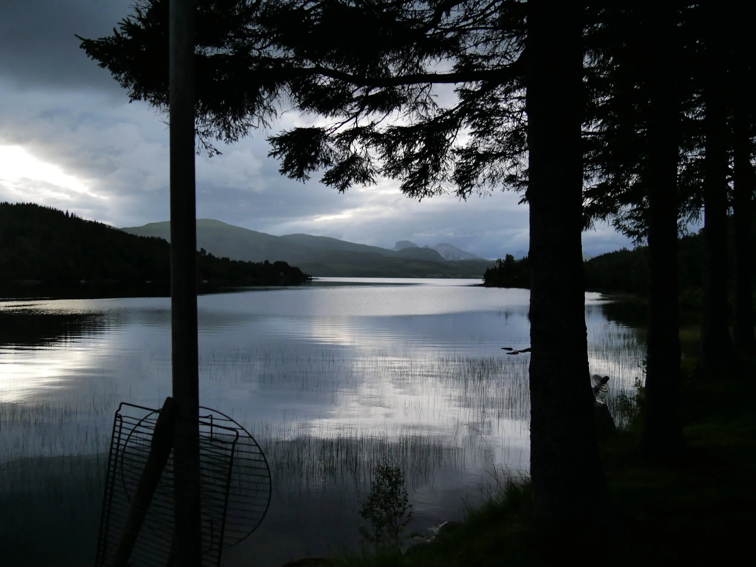 two trees in the evening - 2026 - Digital photograph