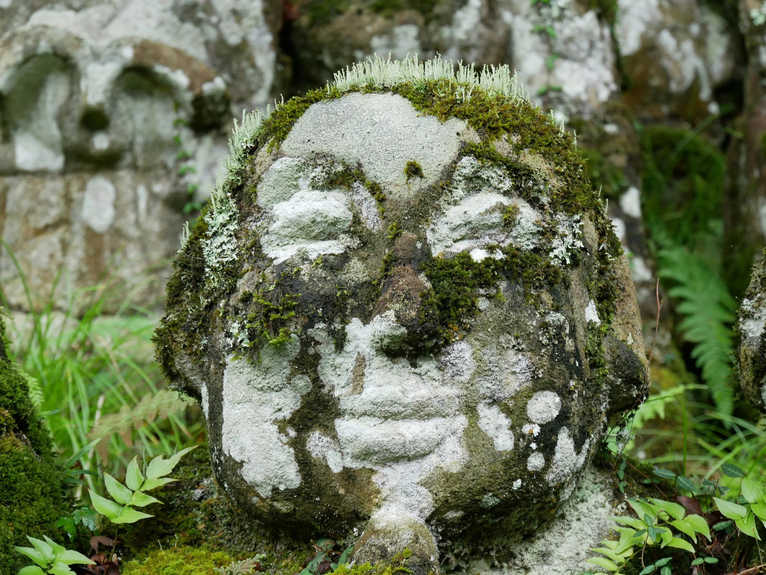 mossy face - 2026 - Digital photograph