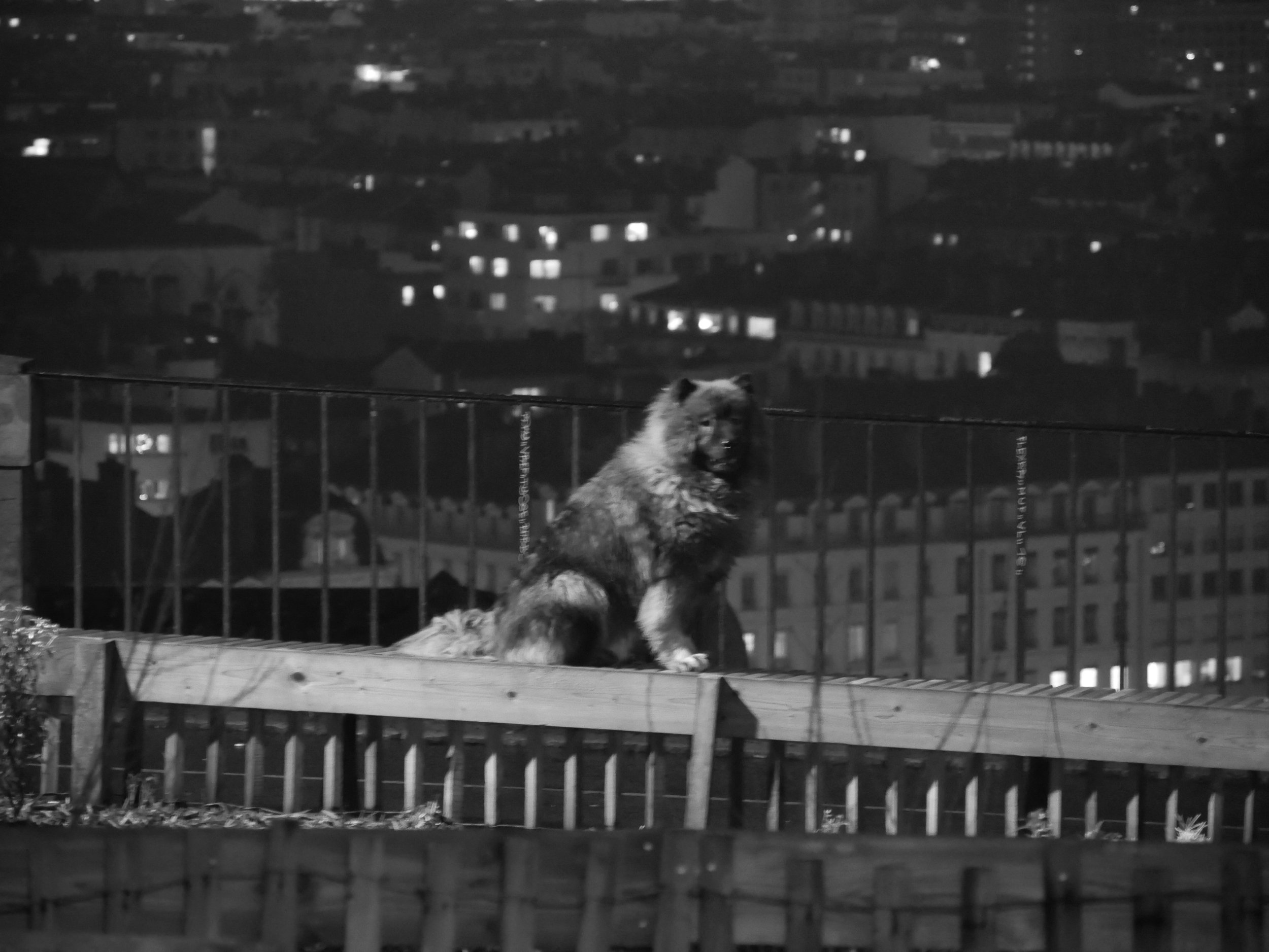 un chien sur l'esplanade Place Bellevue - 2025 - Digital photograph