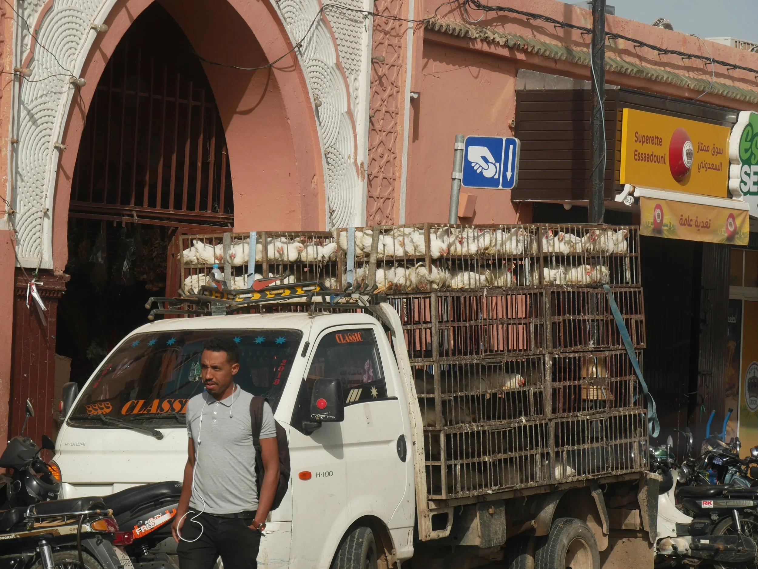 chicken - 2019 - Digital photograph