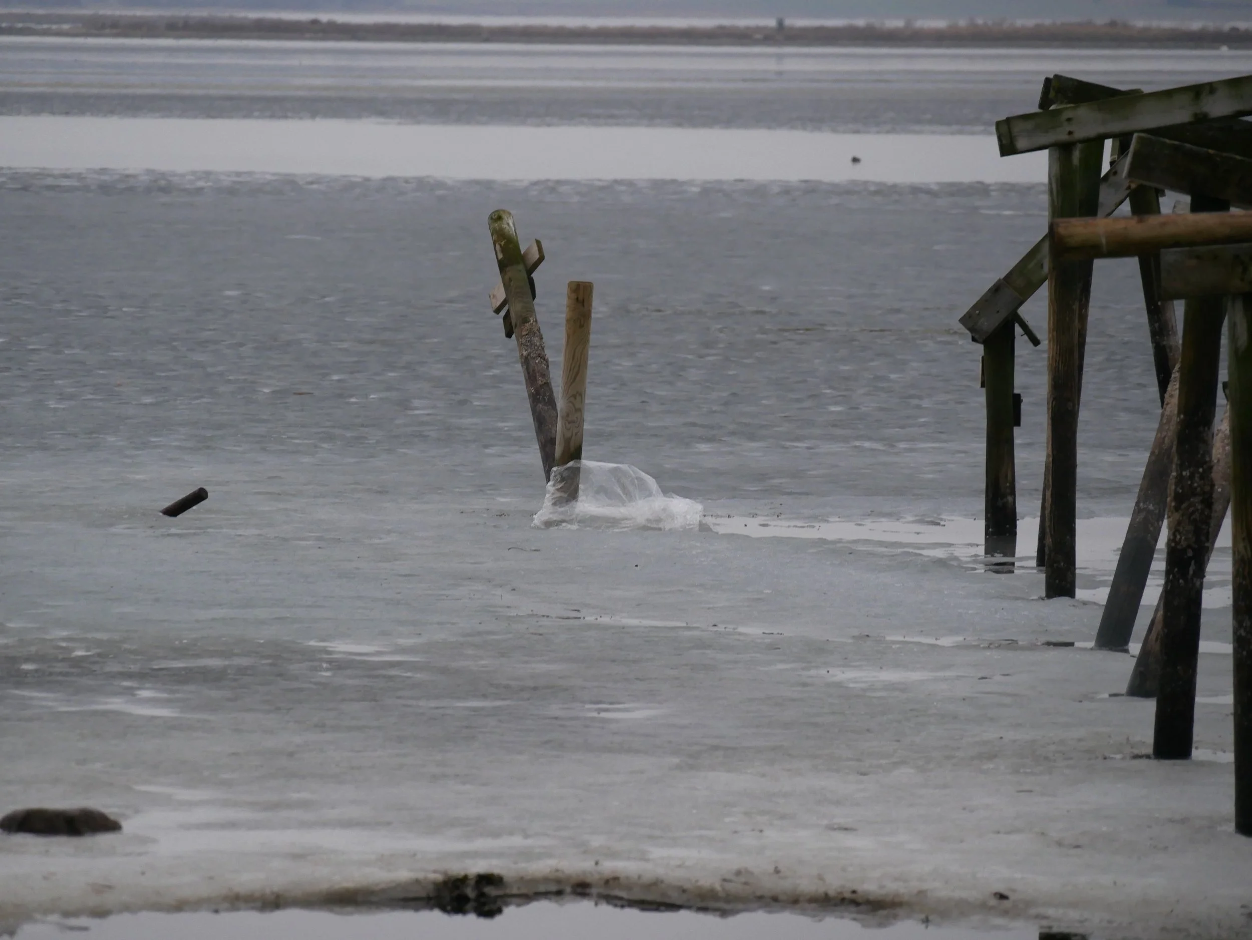 plastic bag - 2025 - Digital photograph