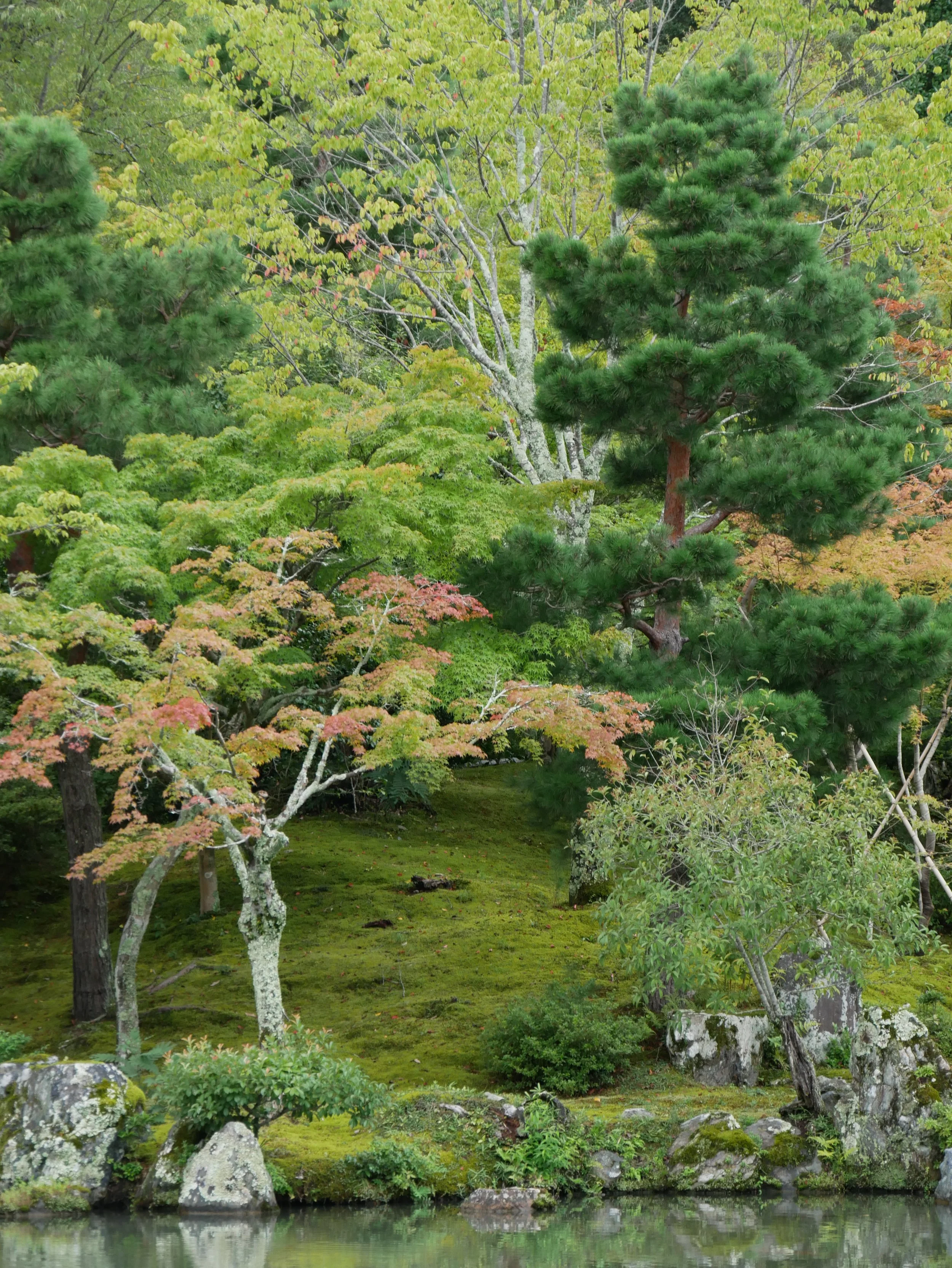 Garden in Kyoto - 2026 - Digital photograph